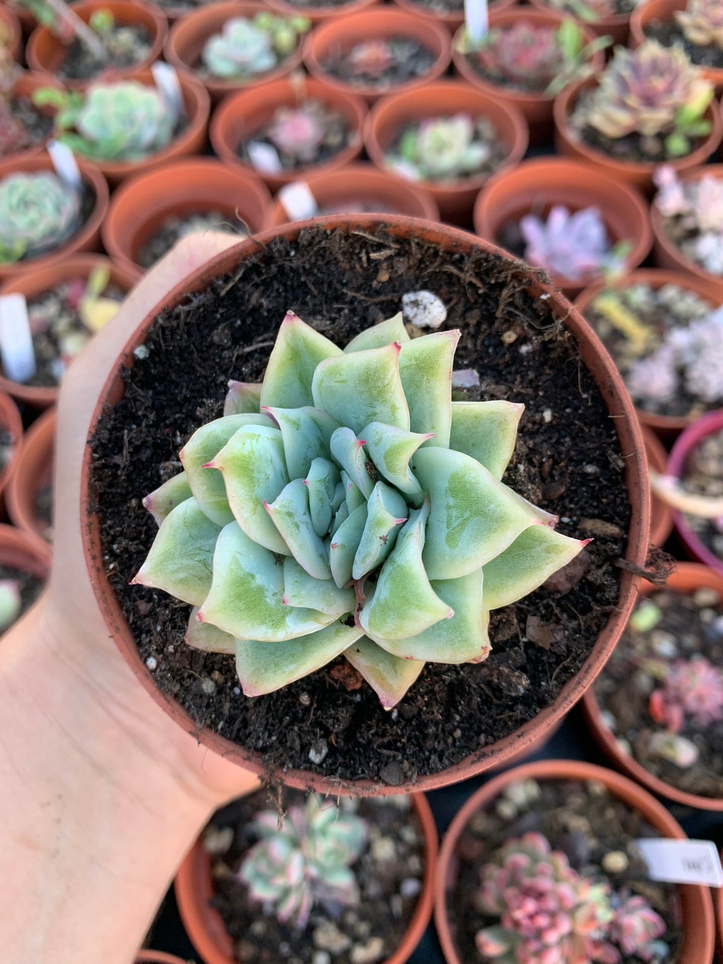 Echeveria "Cherry Blossom"
