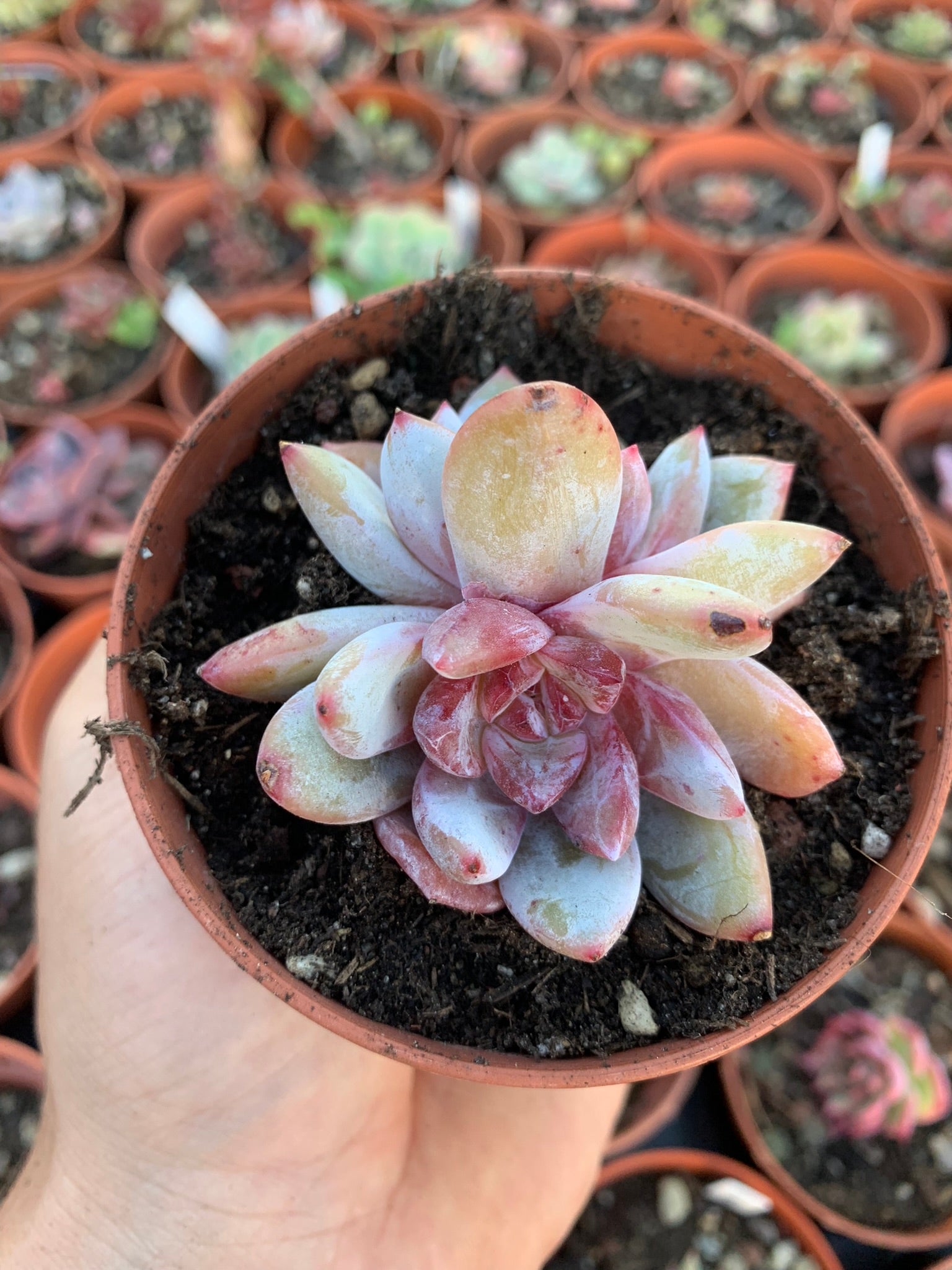 snow angel succulent Echeveria "Snow Angel" – Succulovers