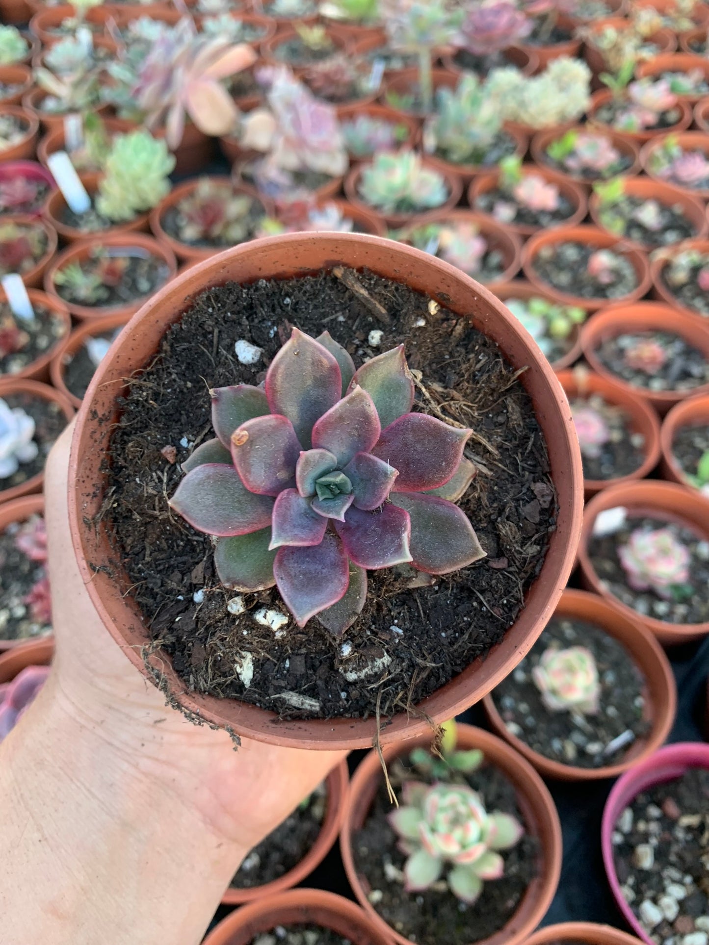 Echeveria "Mina" by Air Magic