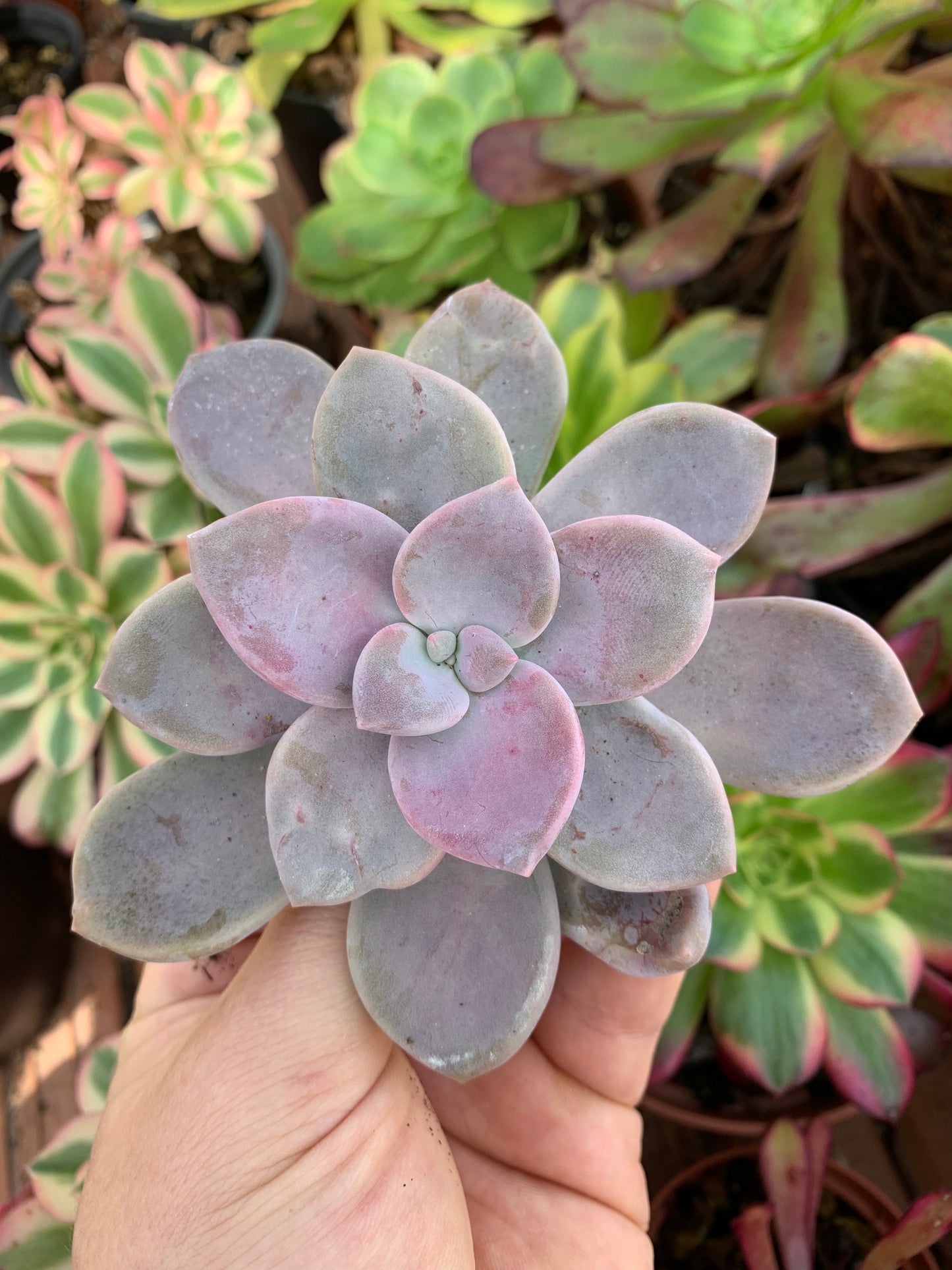 Echeveria "Apple Blossom" Korean