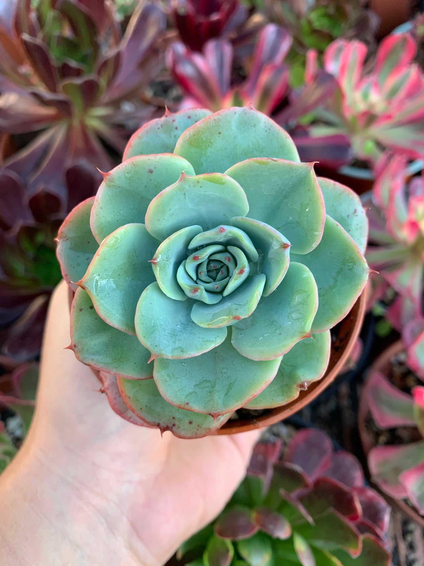 Echeveria "atlantis"