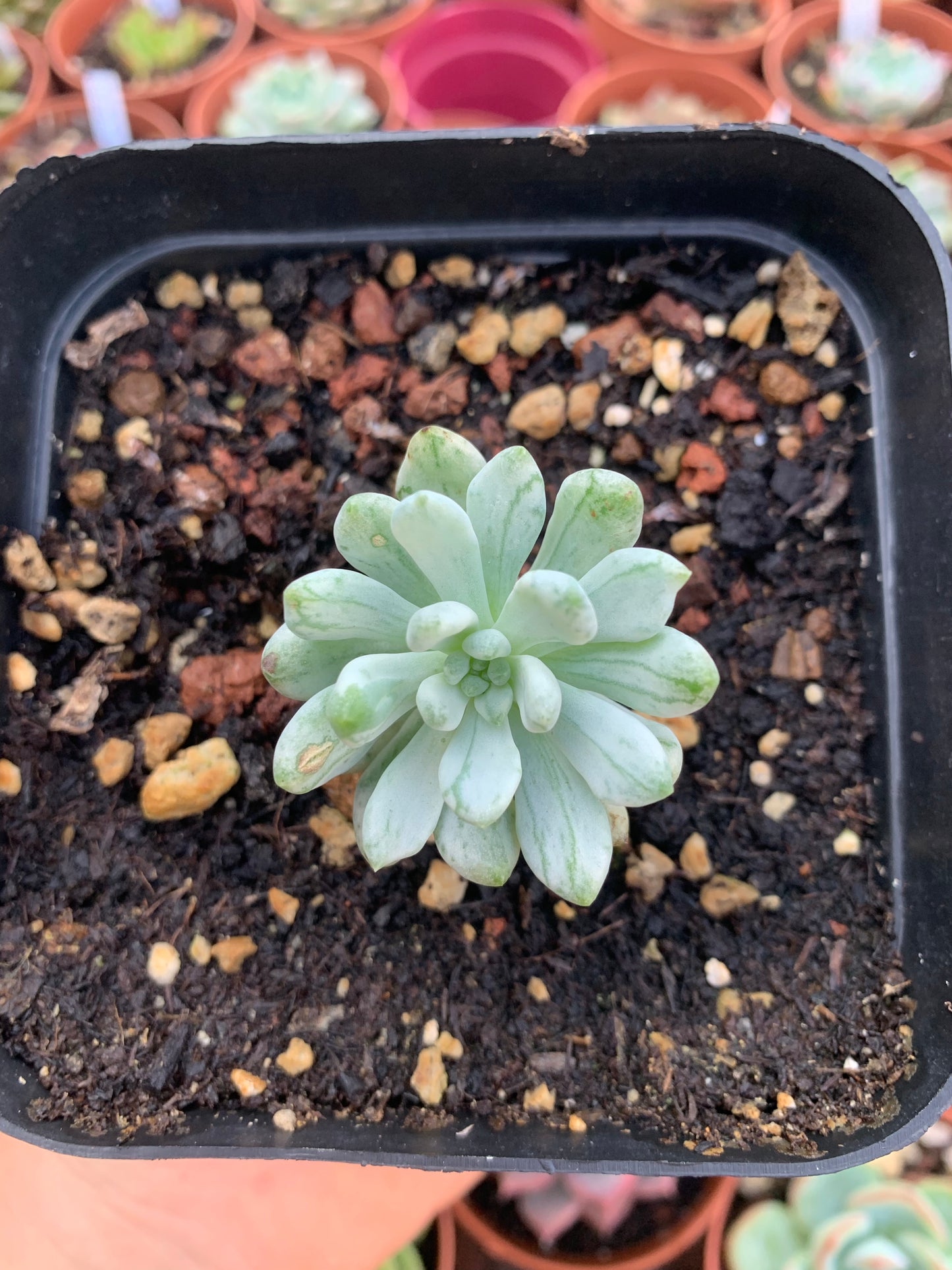 Sedeveria "Blue elf" variegada Korean