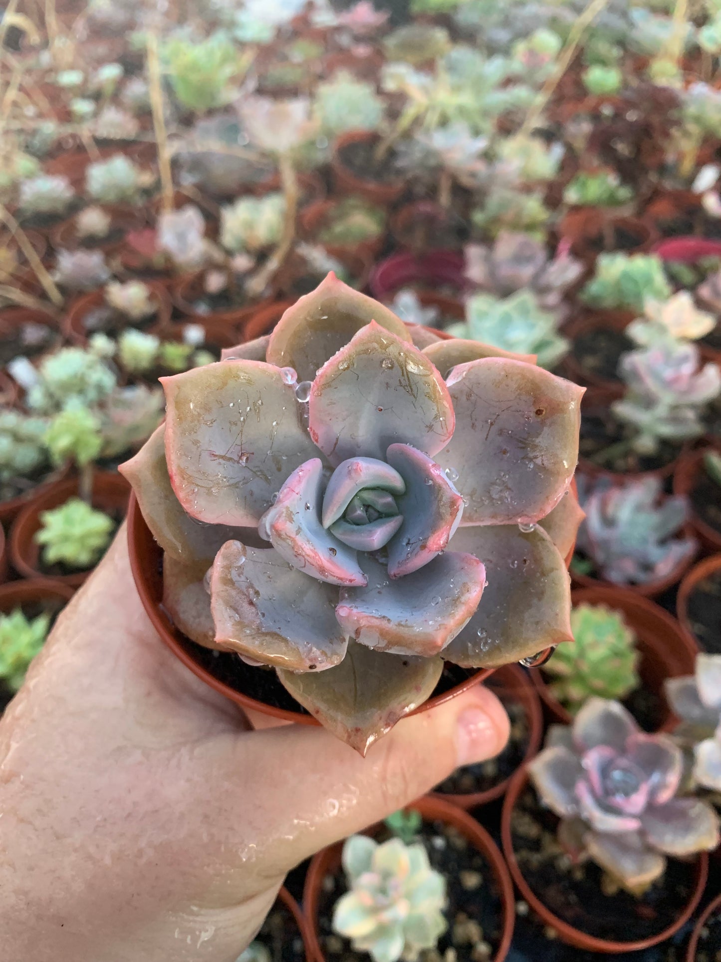 Graptoveria "Mrs Richards"