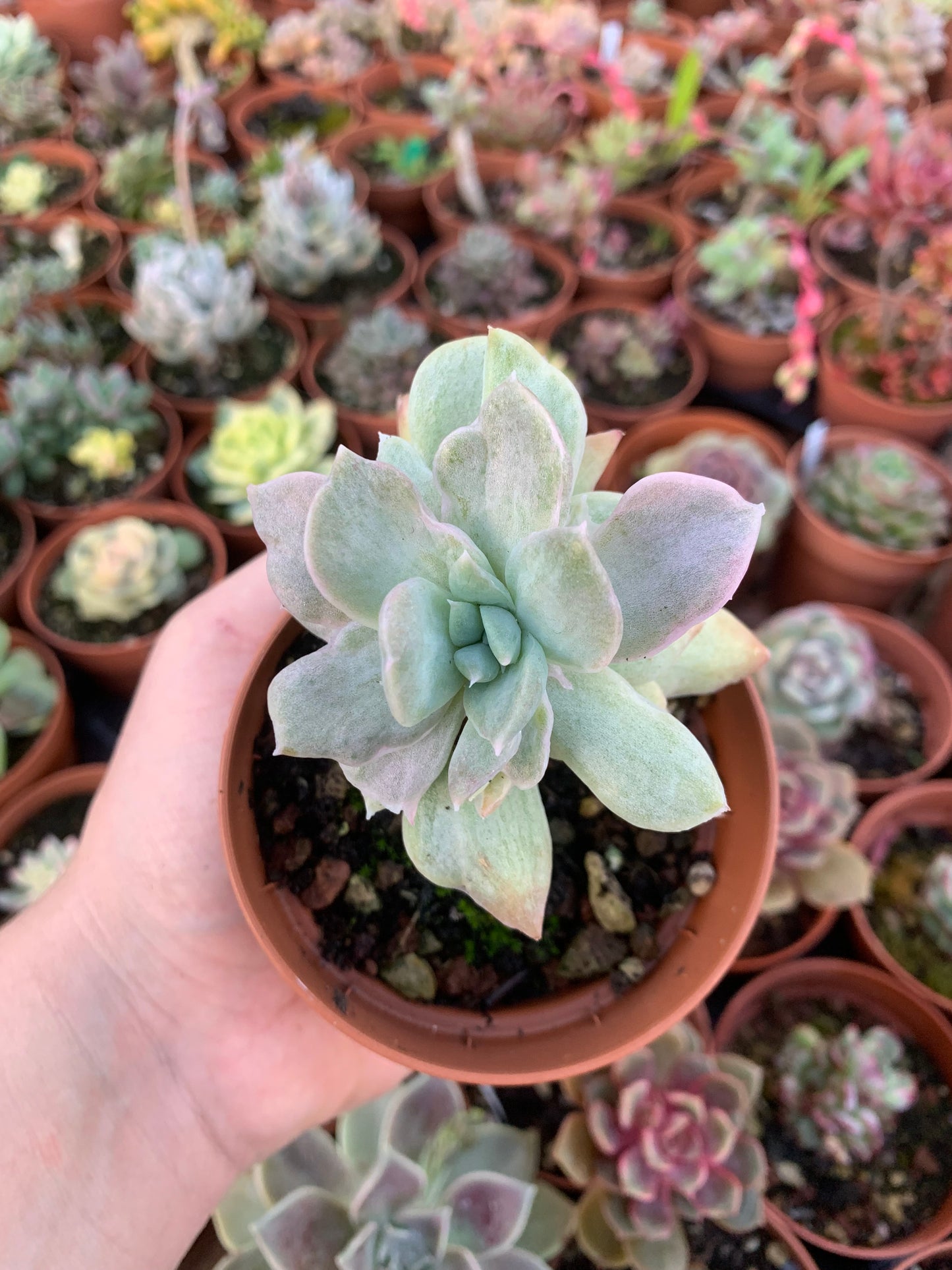 Aeonium "Ink Painting" cluster variegado