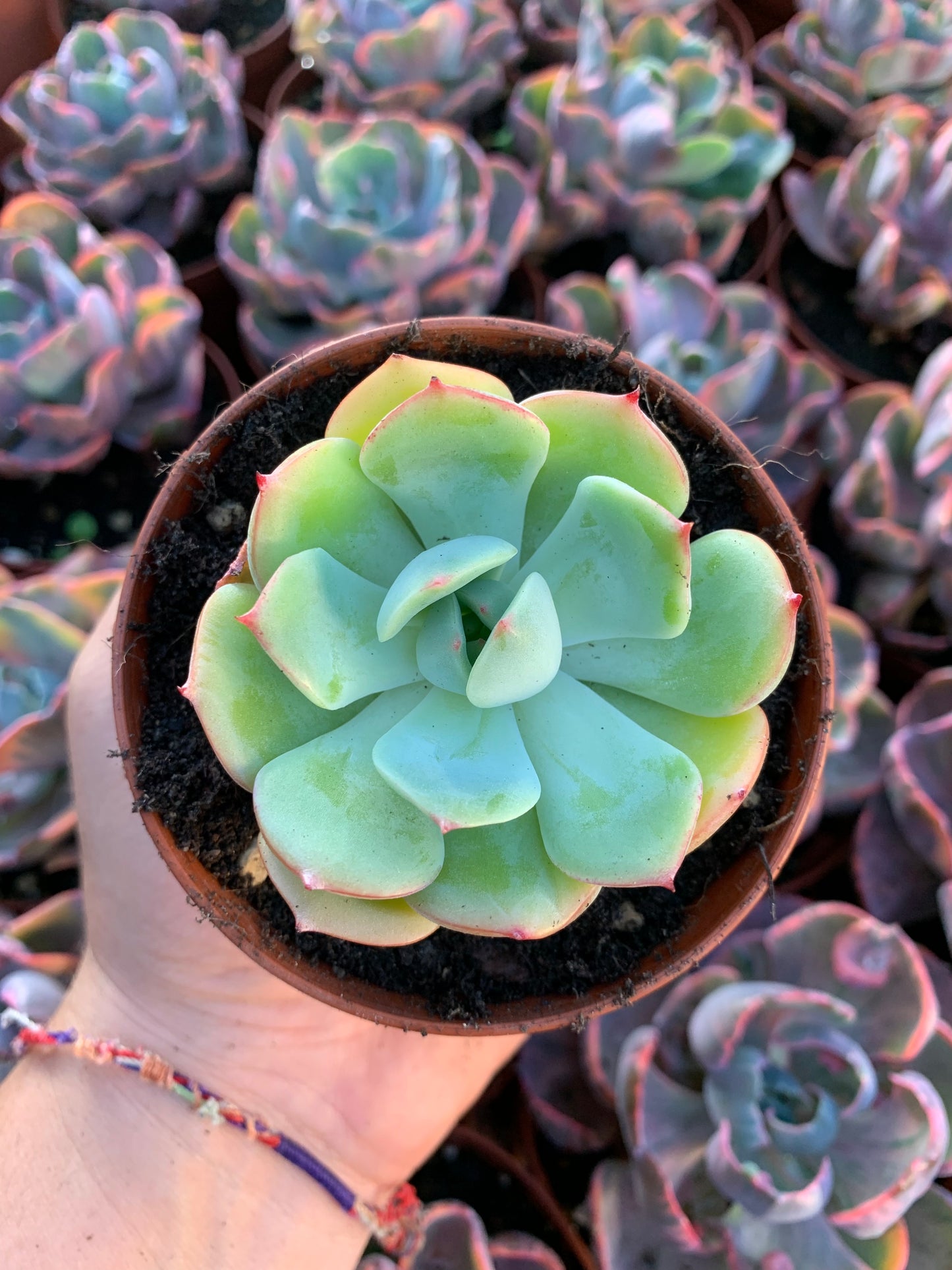 Echeveria "armando" korea