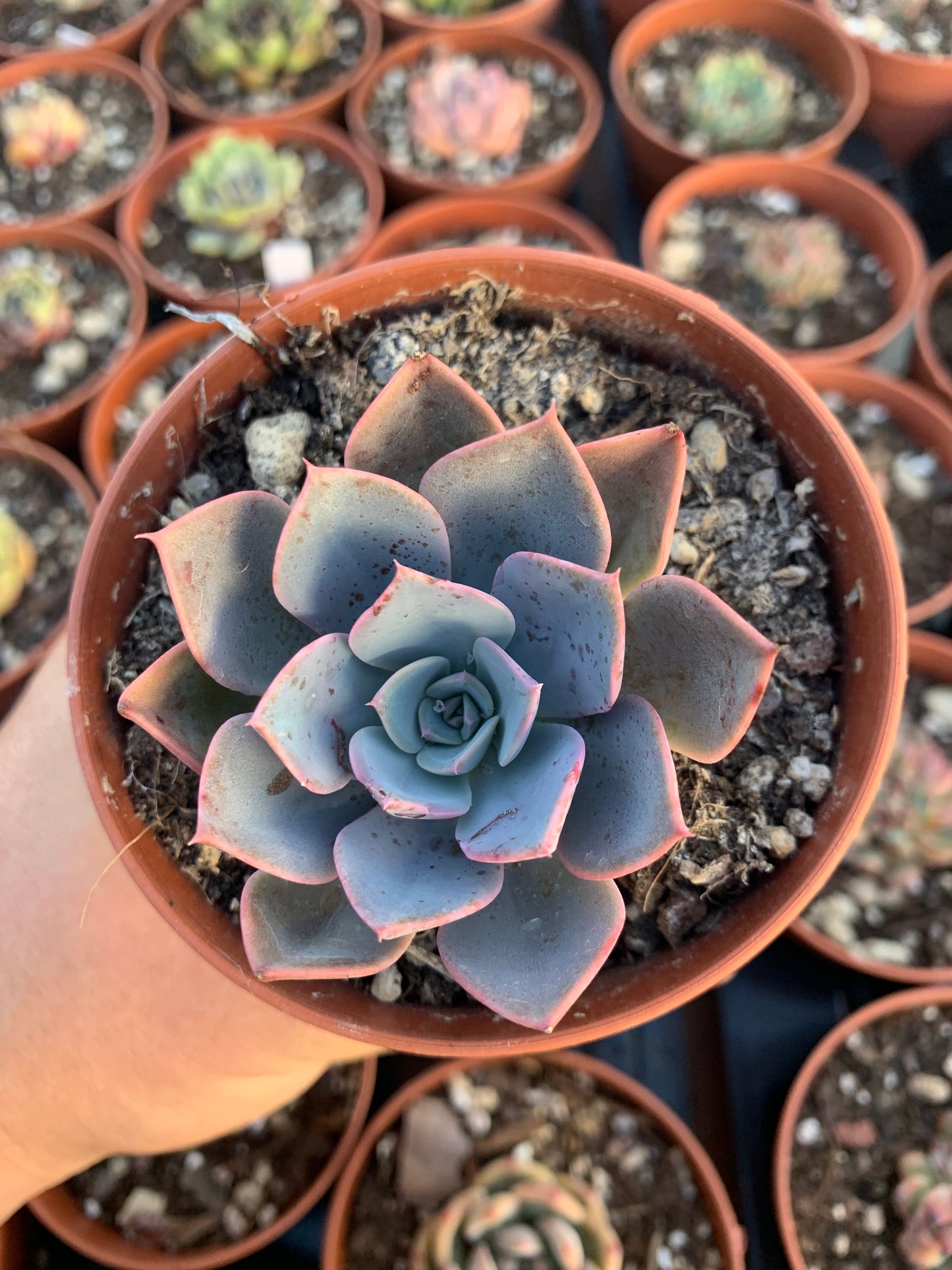Echeveria "little fairy"