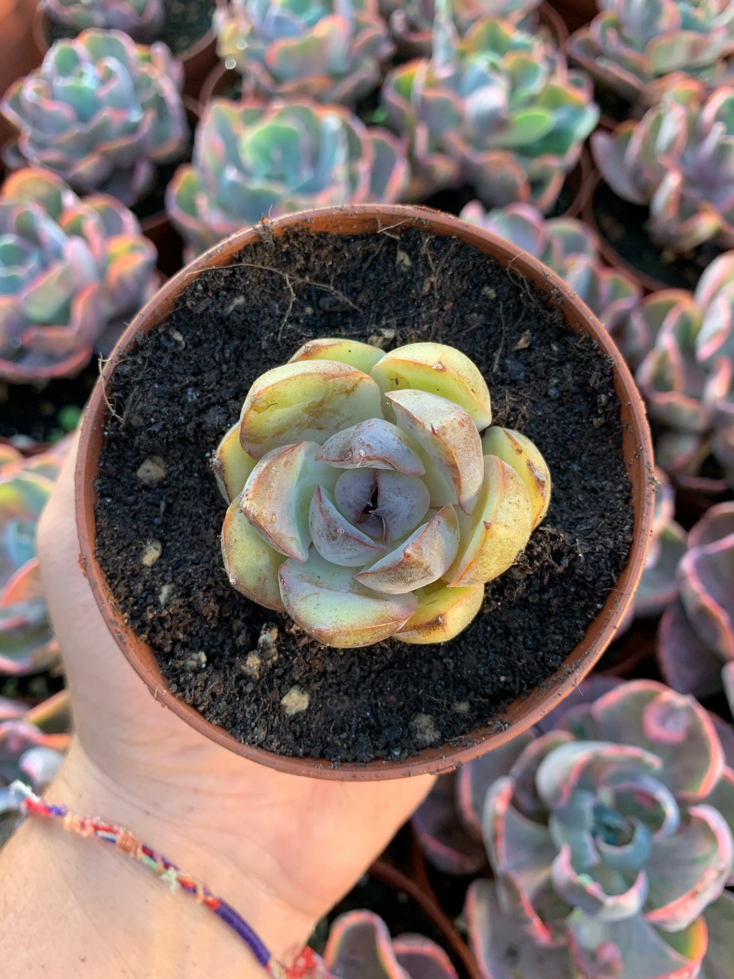 Echeveria "mirine" korea