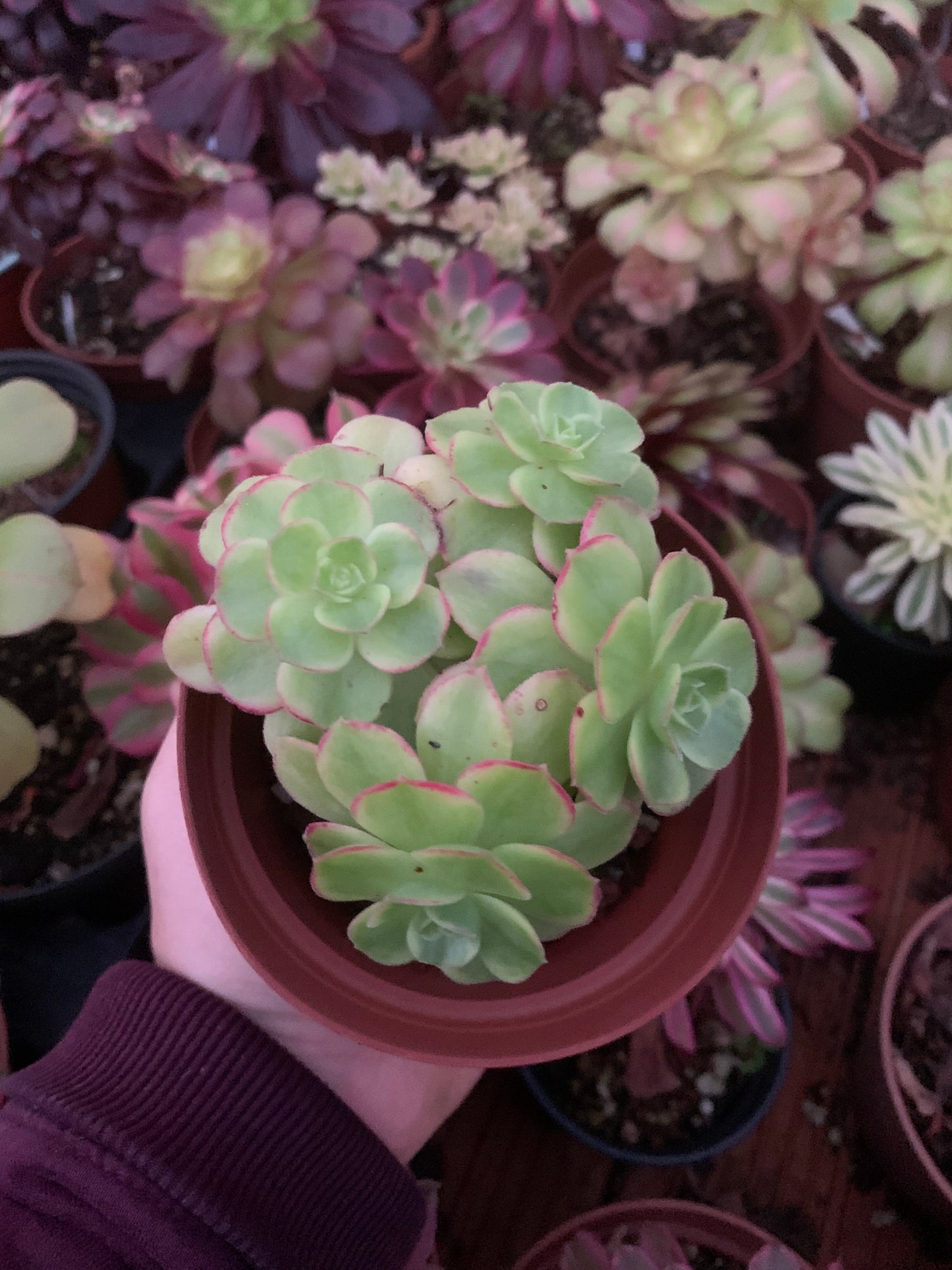 Aeonium "Orion" variegado cluster