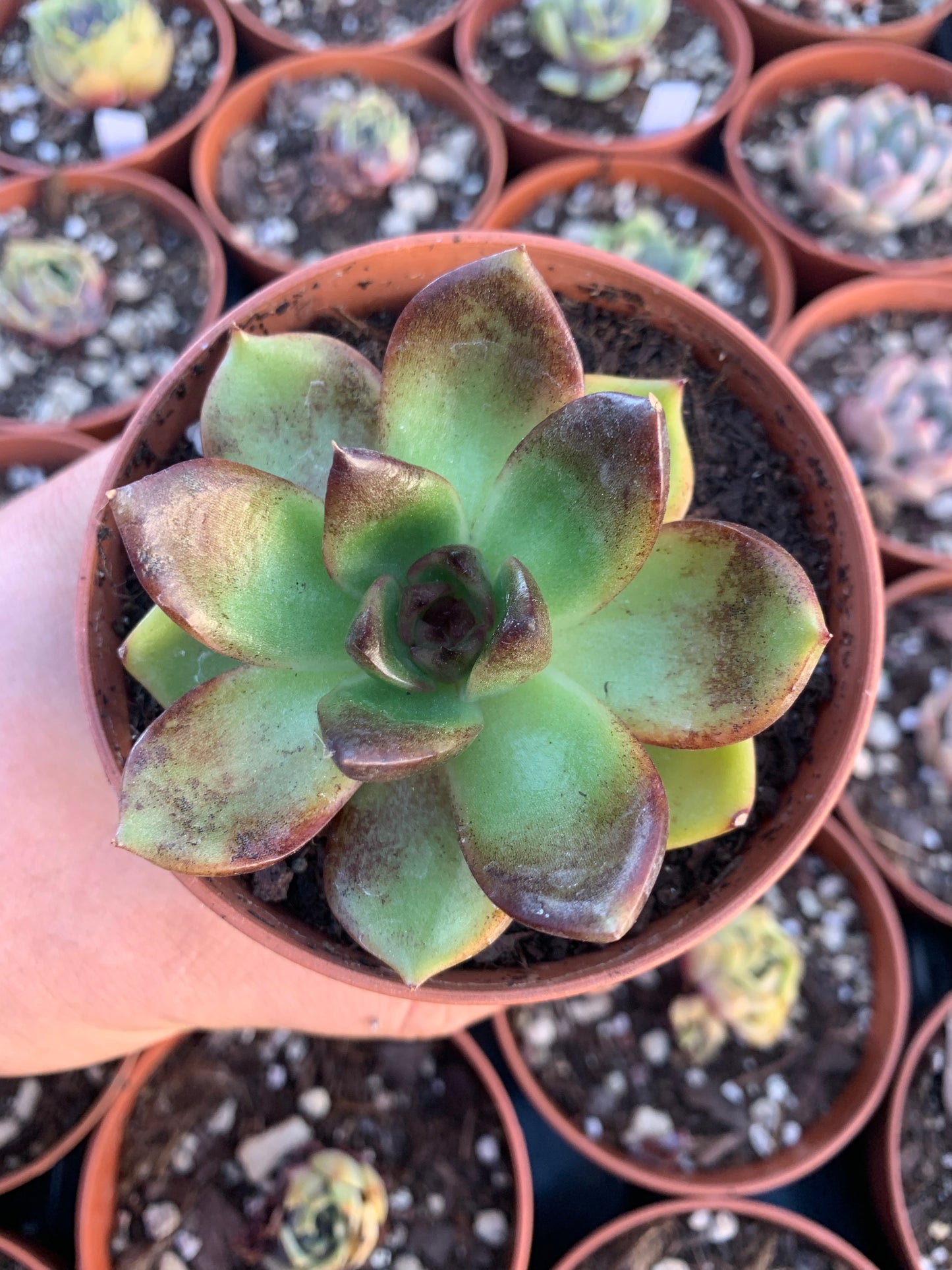 Echeveria "adrianne " Korean