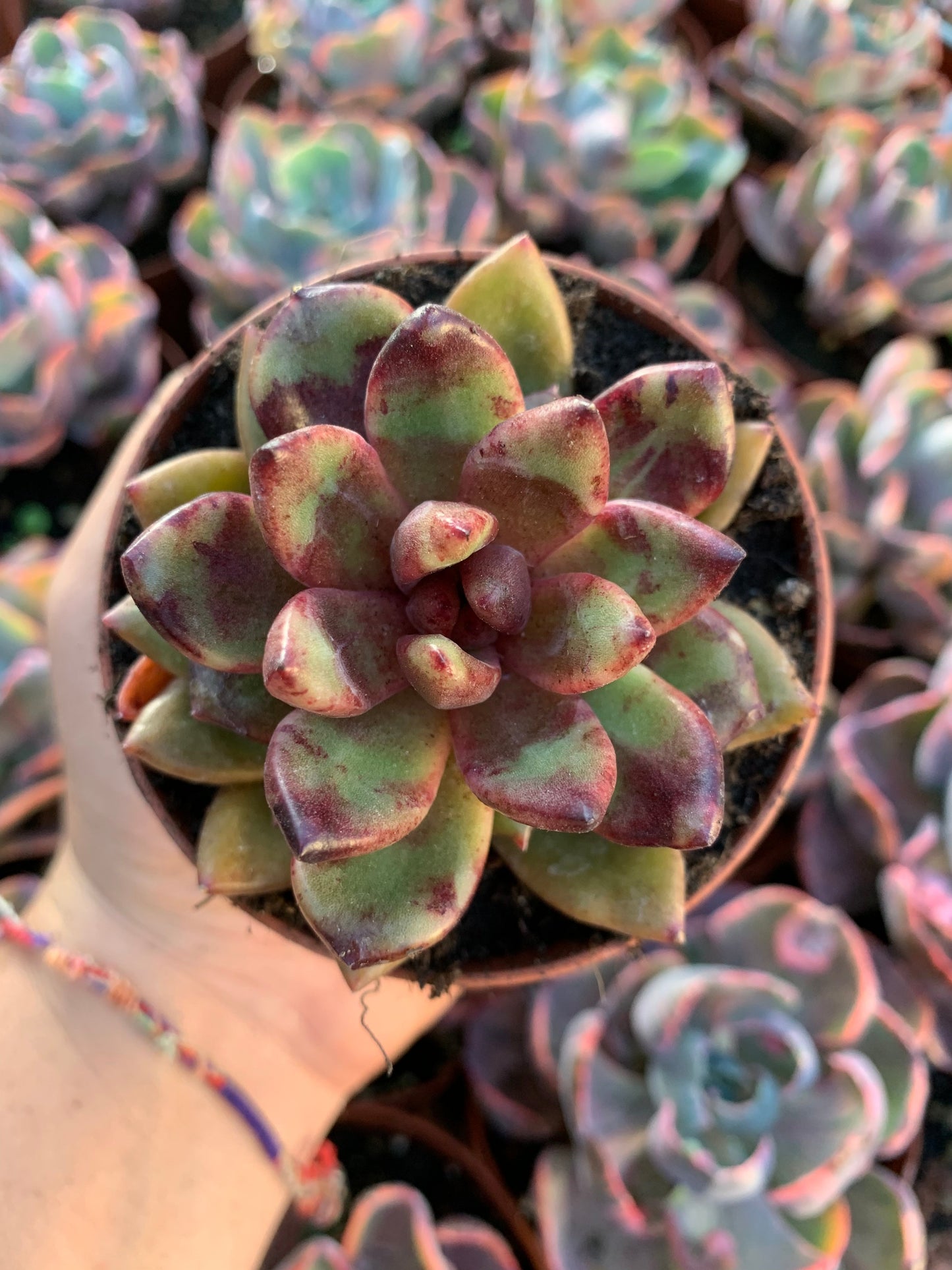 Echeveria "flower ribbon" Korean