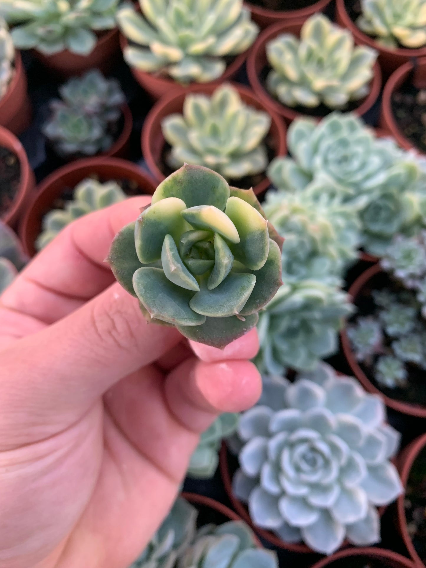 Echeveria "Nicksana" Variegada Korean Cutting