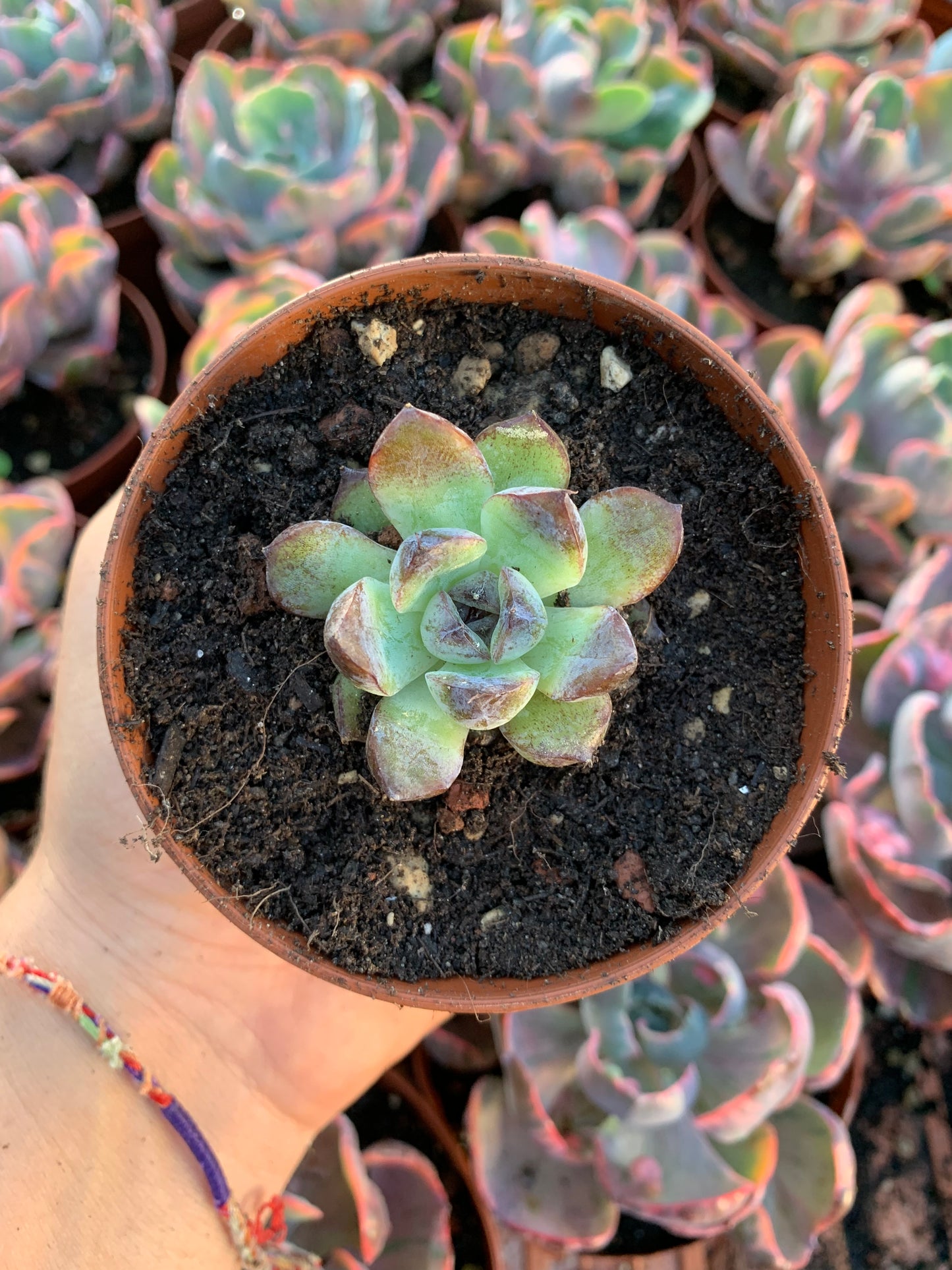 Echeveria "Pérola Negra" Coreano