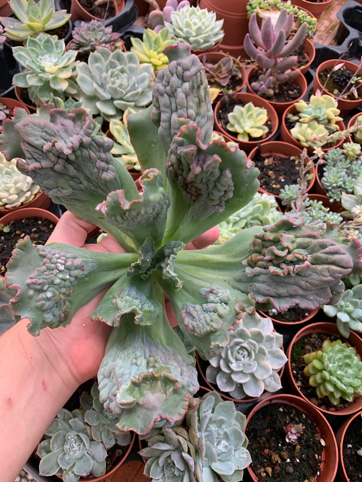 Echeveria "Regina Drago"