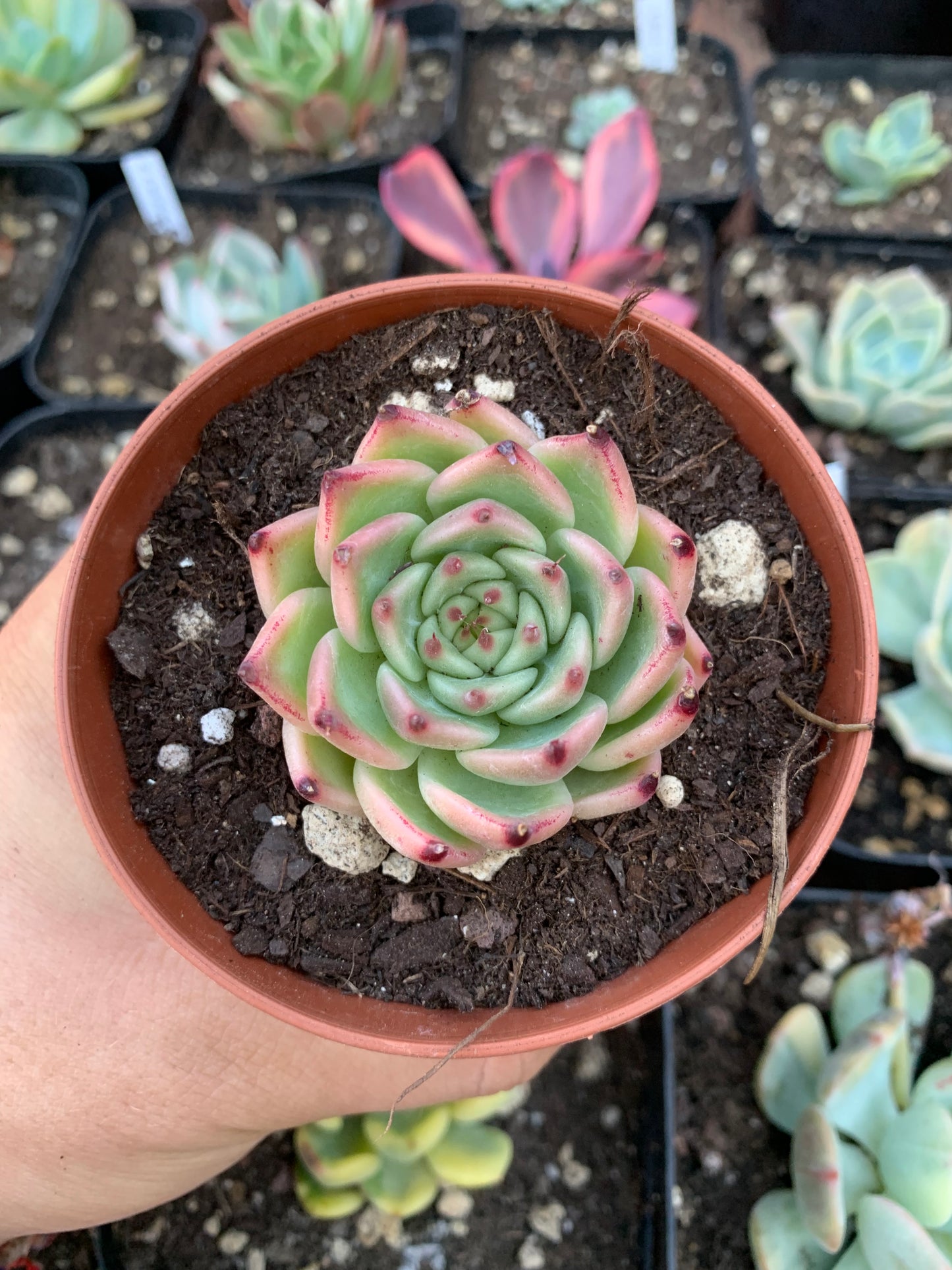 Echeveria "tuscanelli"