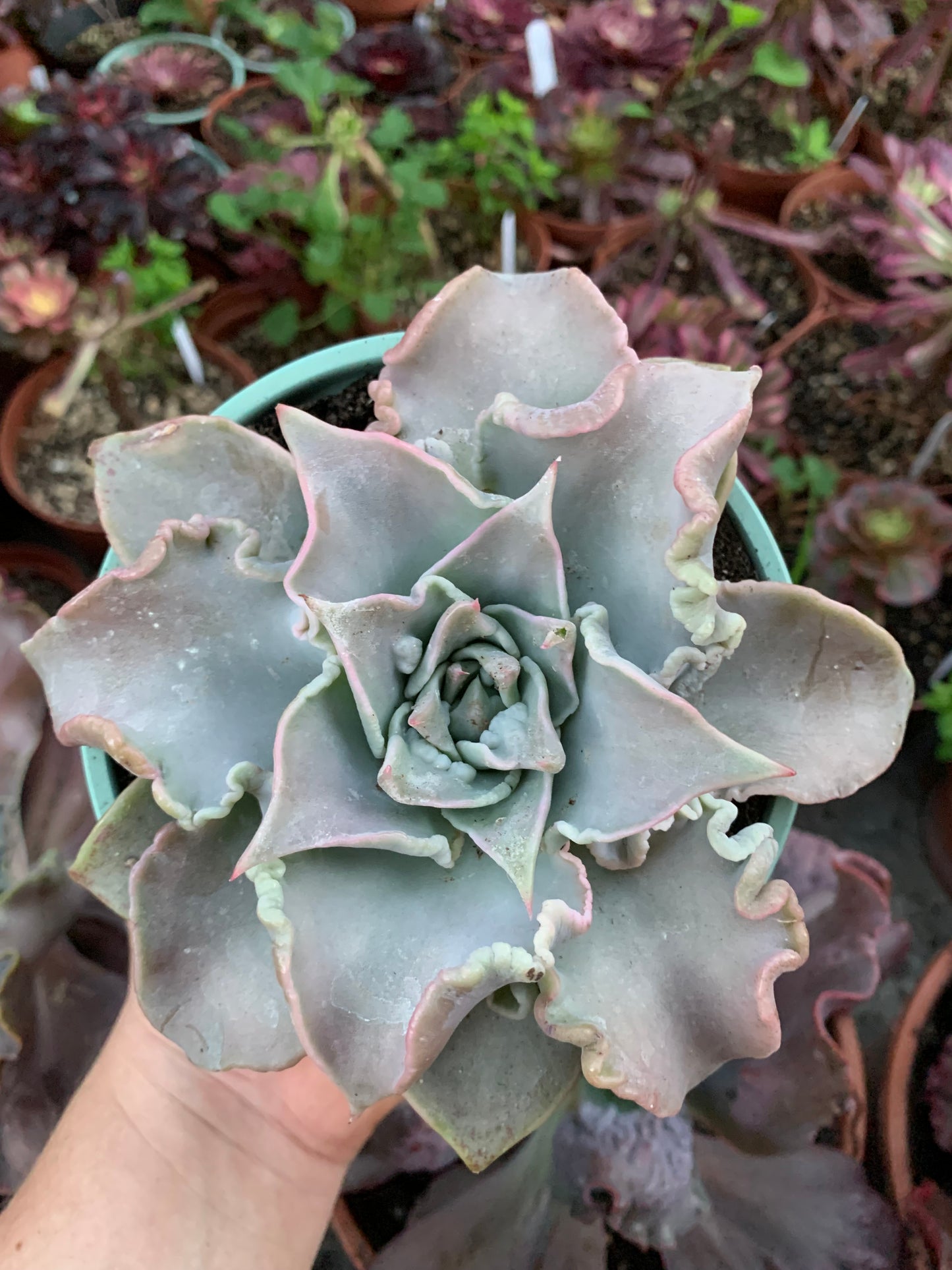 Echeveria "Madiba" caranculada by cactus Serrano