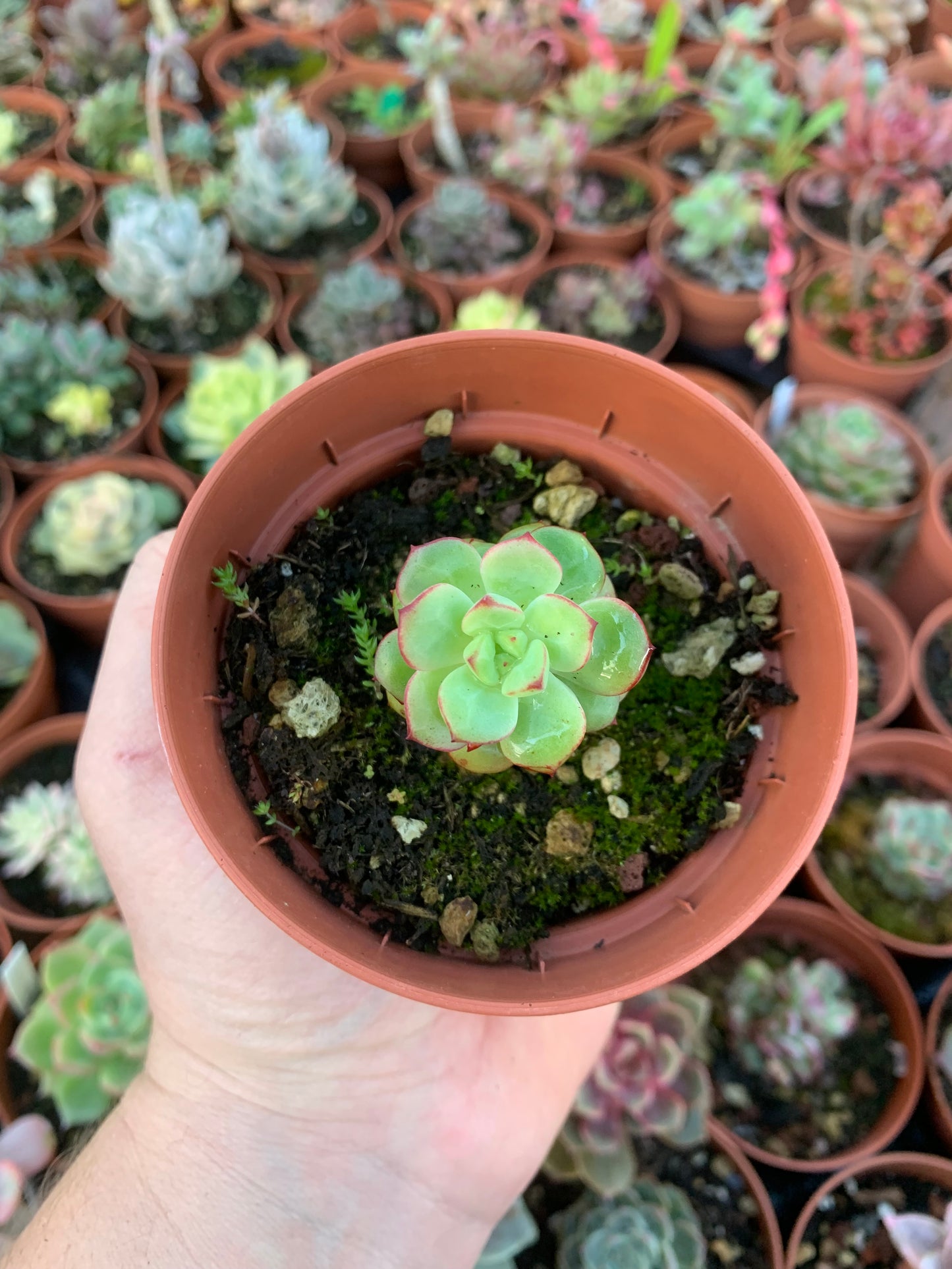 Echeveria "Tango" Korean