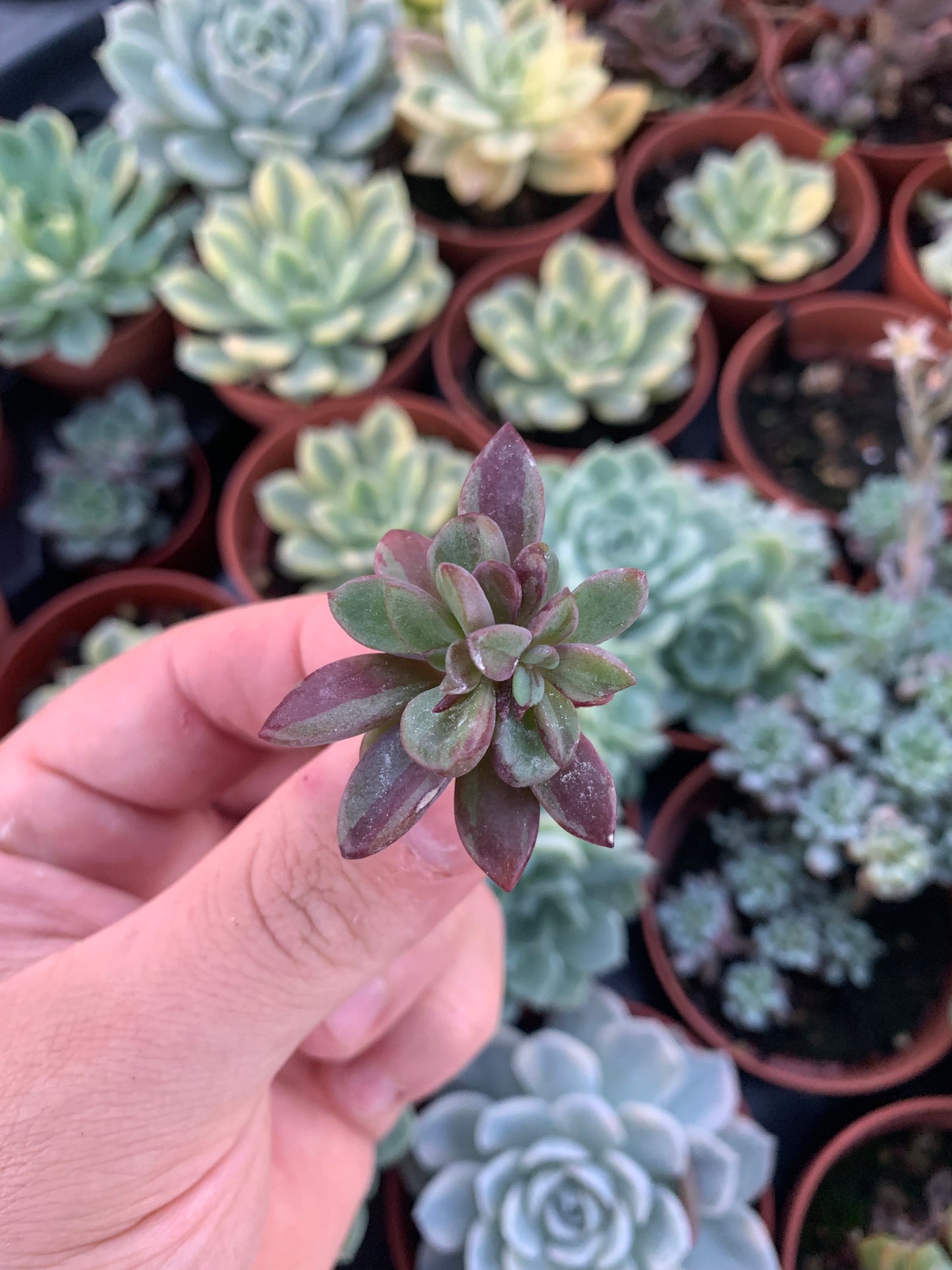 Echeveria variegata "Blue Metal"
