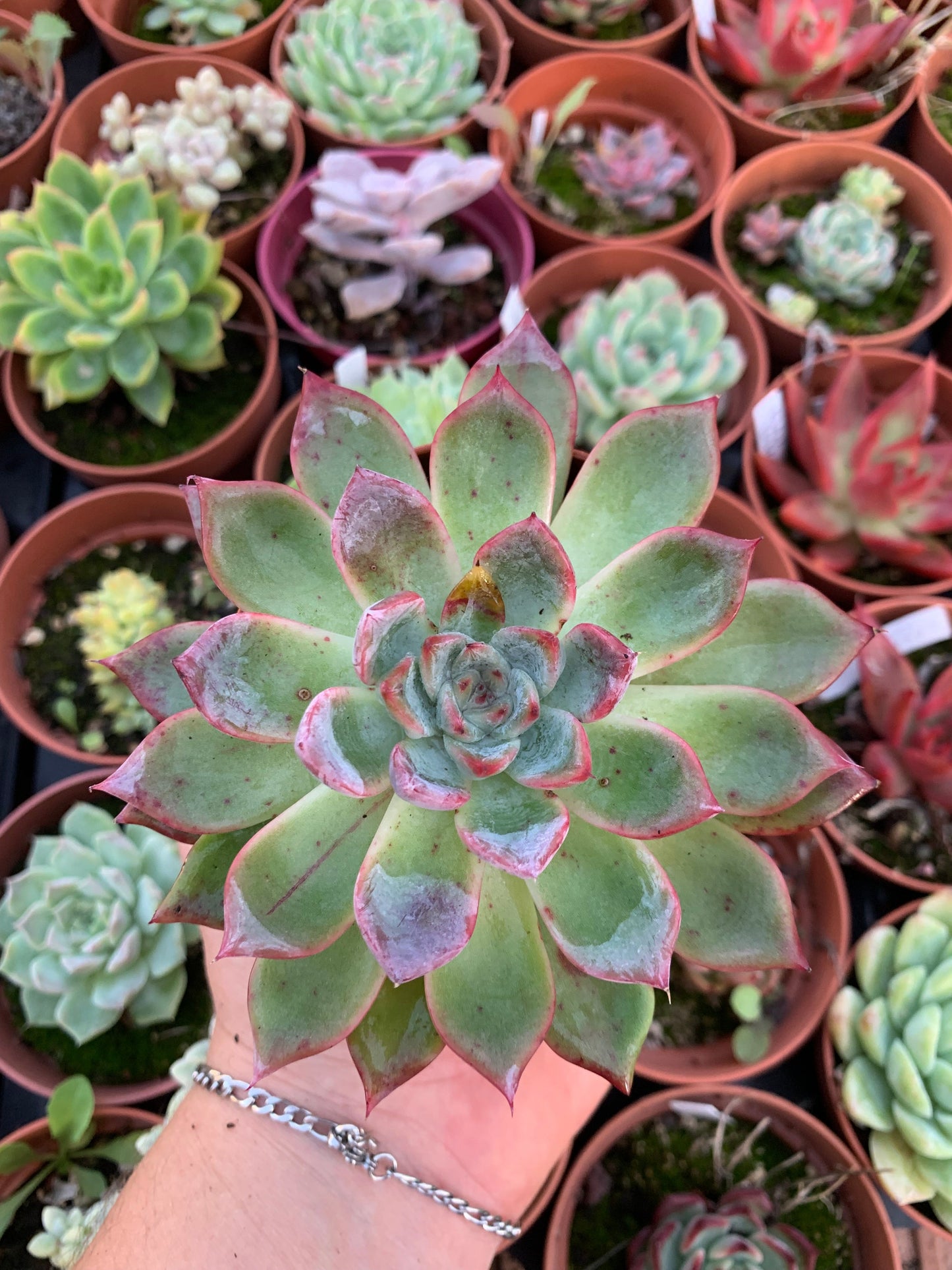 Echeveria "Black Swan" (E. cuspidata var. zaragozae x E. tolimanensis) Korean