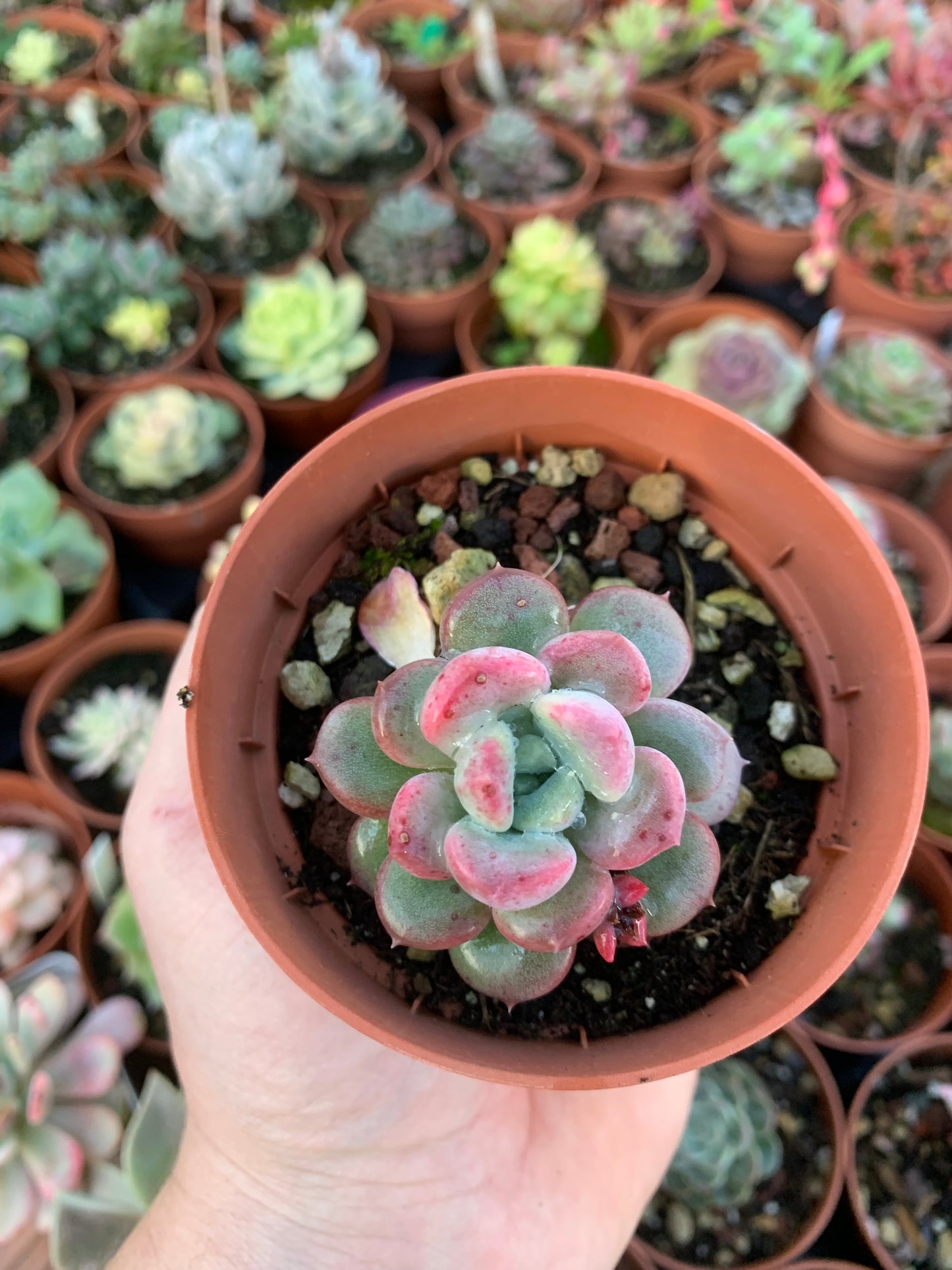 Graptoveria "Mulan" Korean