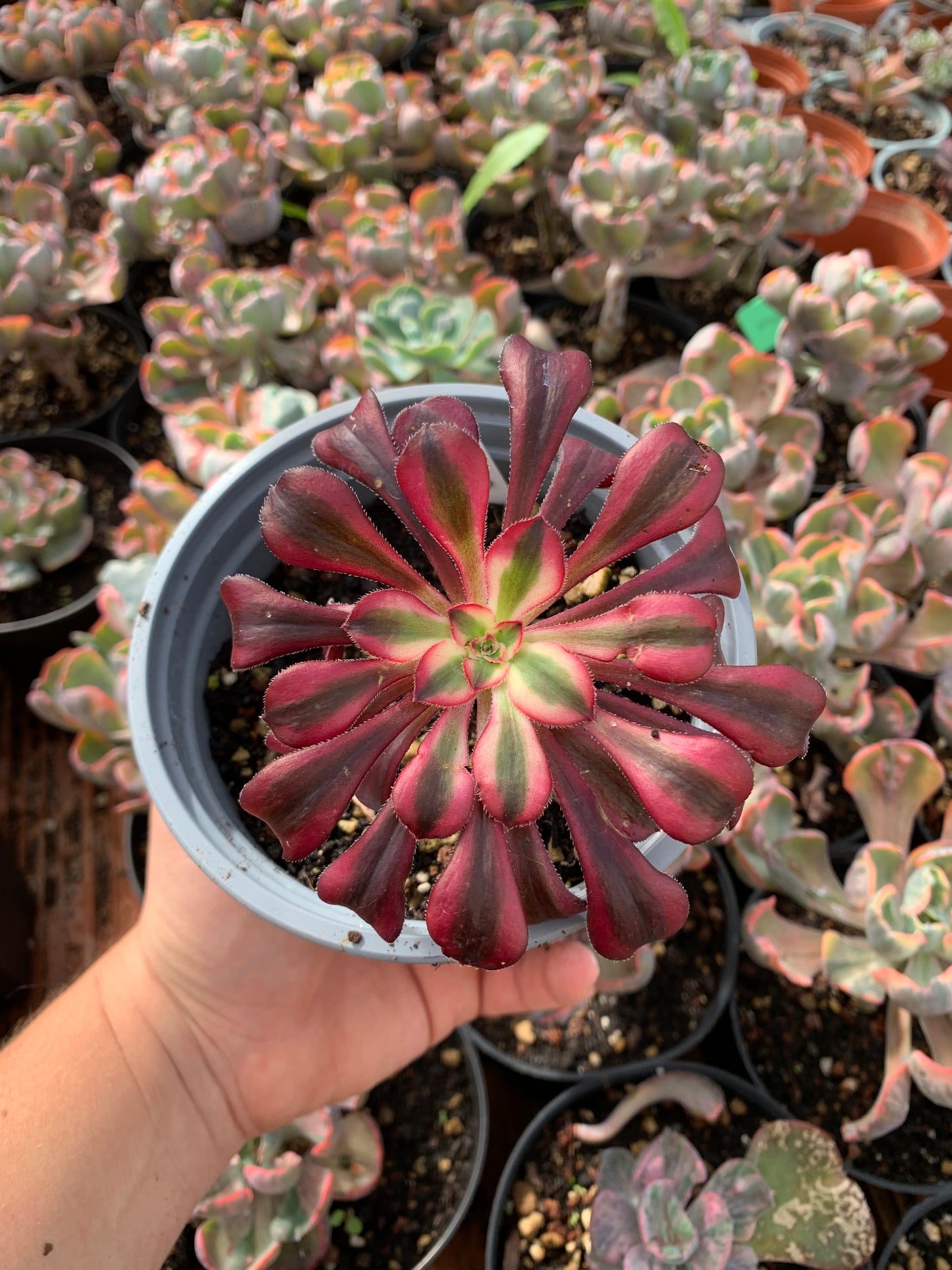 Aeonium "Chanel" variegado
