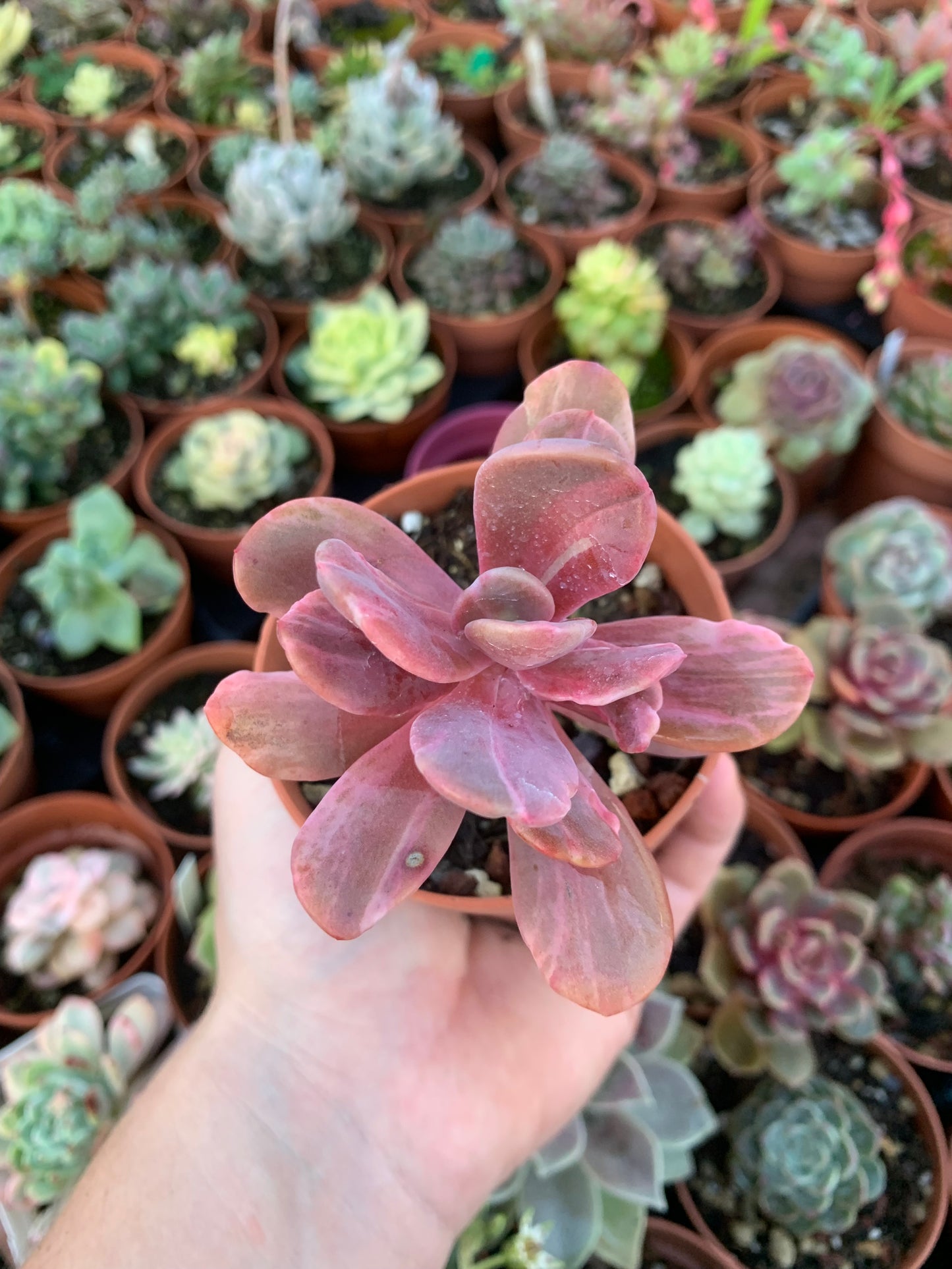 Echeveria "Pampoteus" Korean