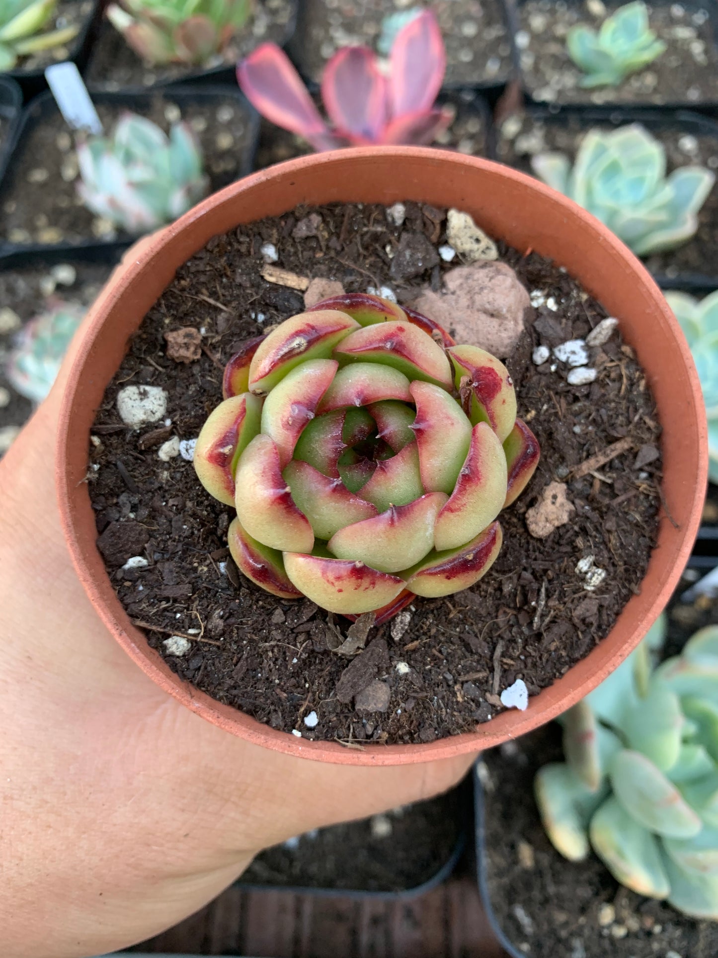 Echeveria "puli-lindsayana"