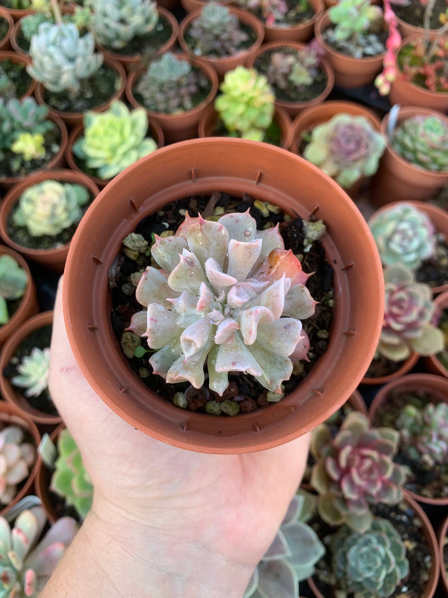 Echeveria "naso di maiale" coreano