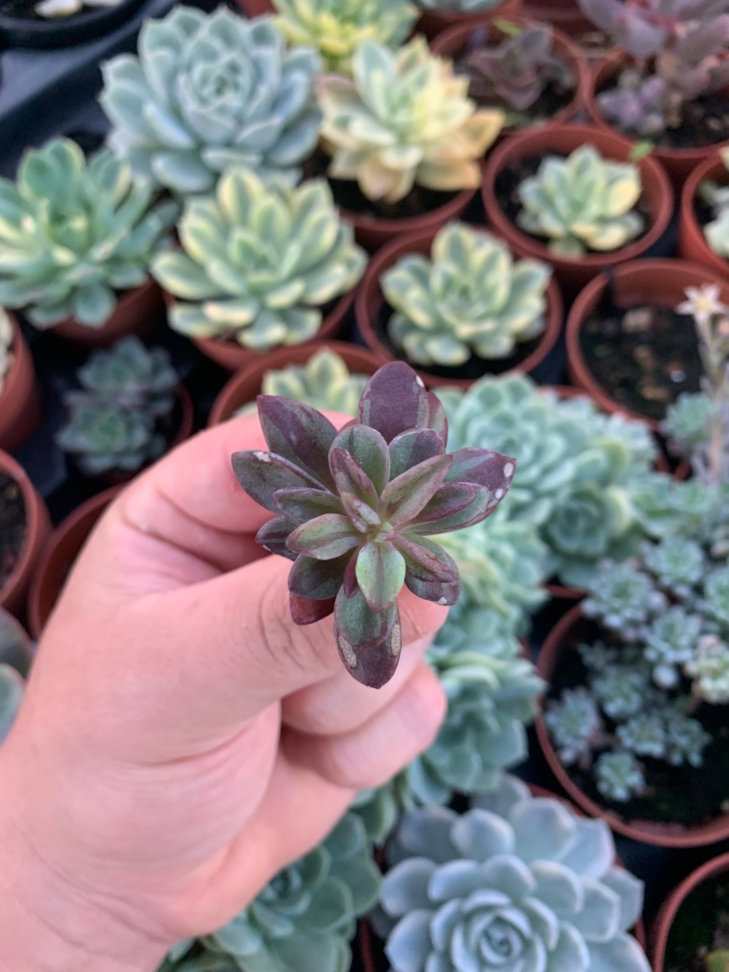 Echeveria variegata "Blue Metal"