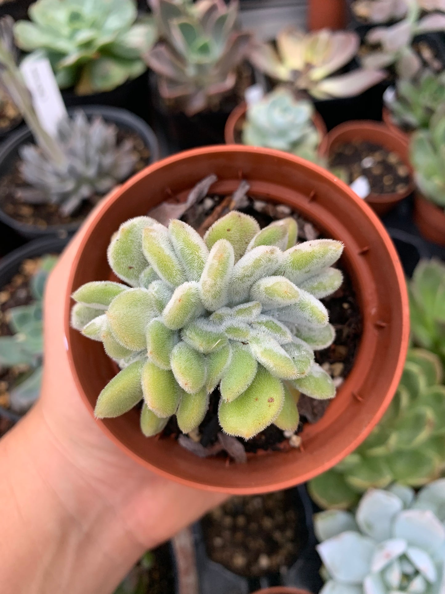 Echeveria pulvinata "Frosty" crestada Korean