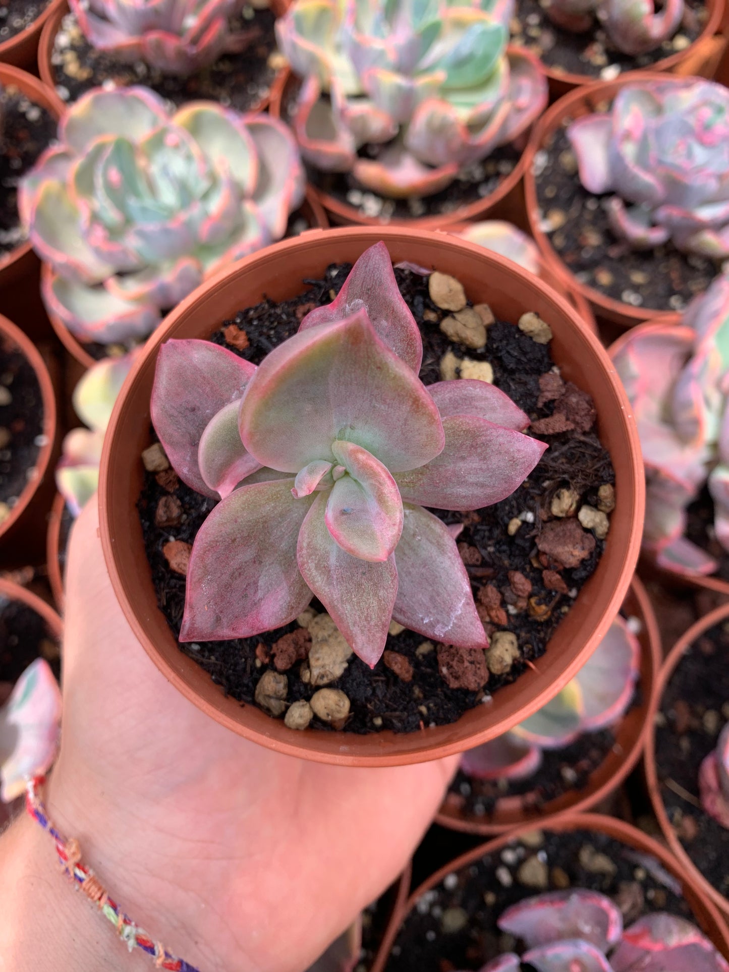 Graptoveria "Bainessi" monster Korean