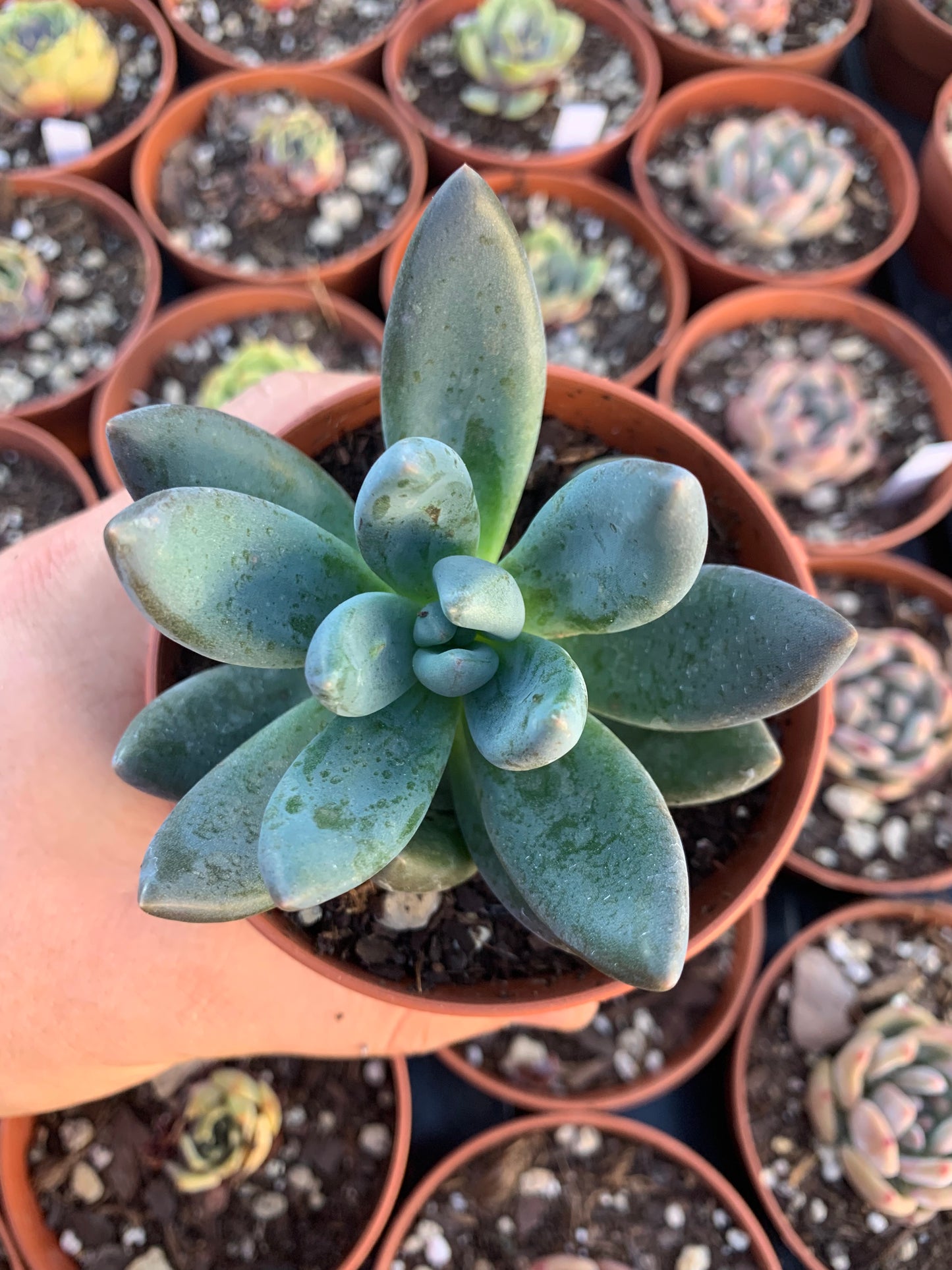 Sedeveria "blue mist" Korean