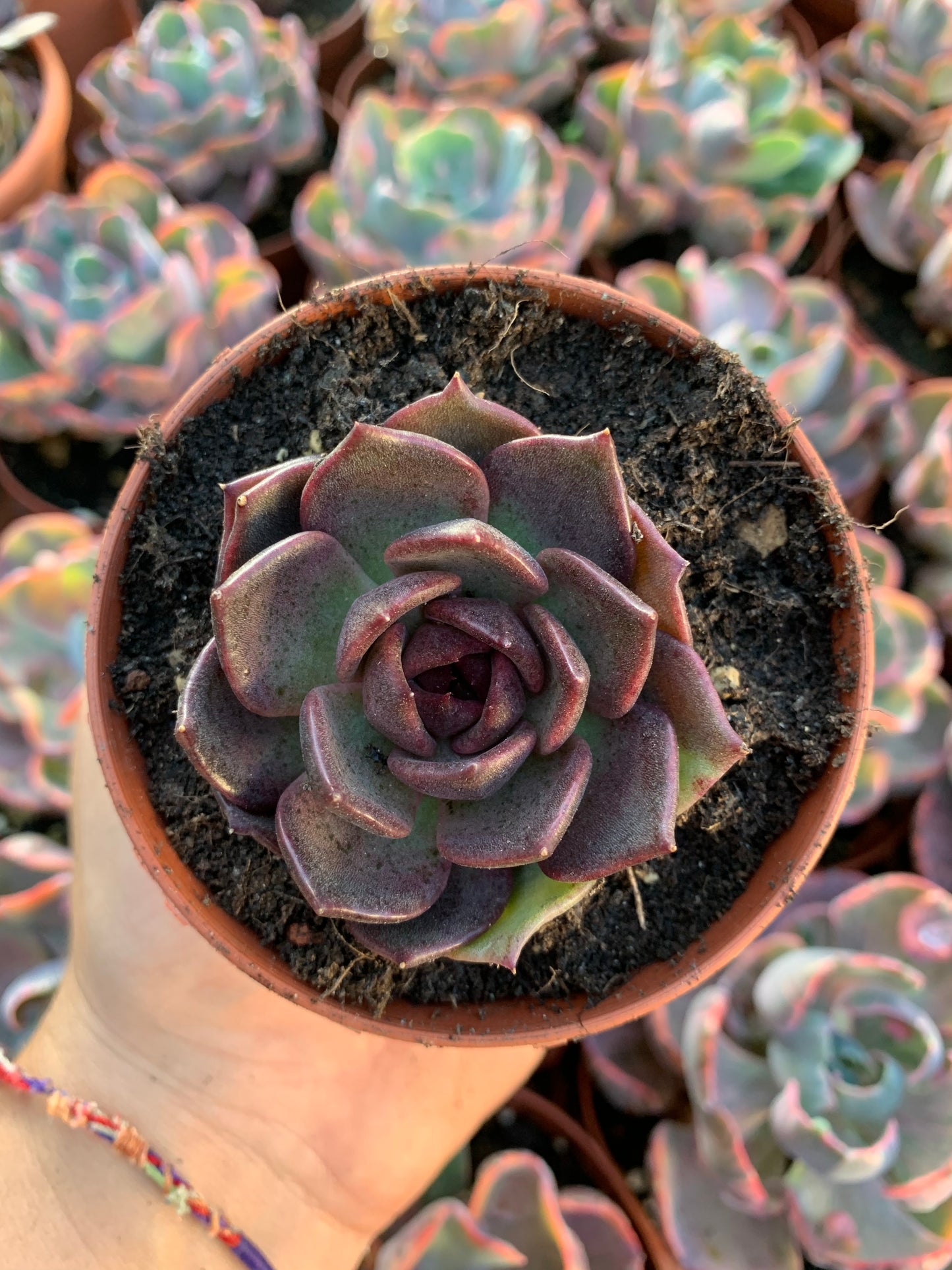 Echeveria "phantom gold" Korean