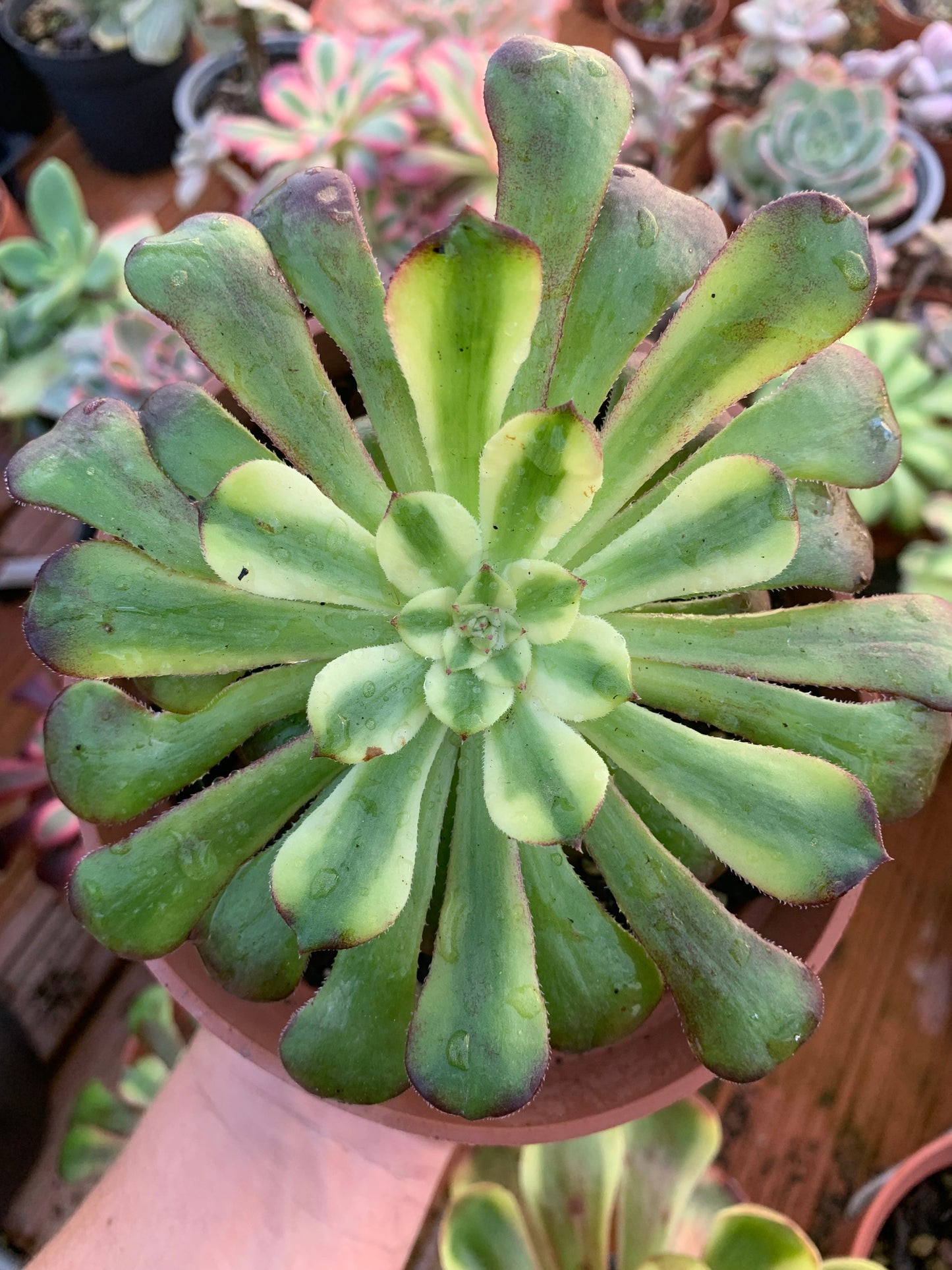 Aeonium Variegado en REPOSO PROXIMAMENTE otra vez en STOCK