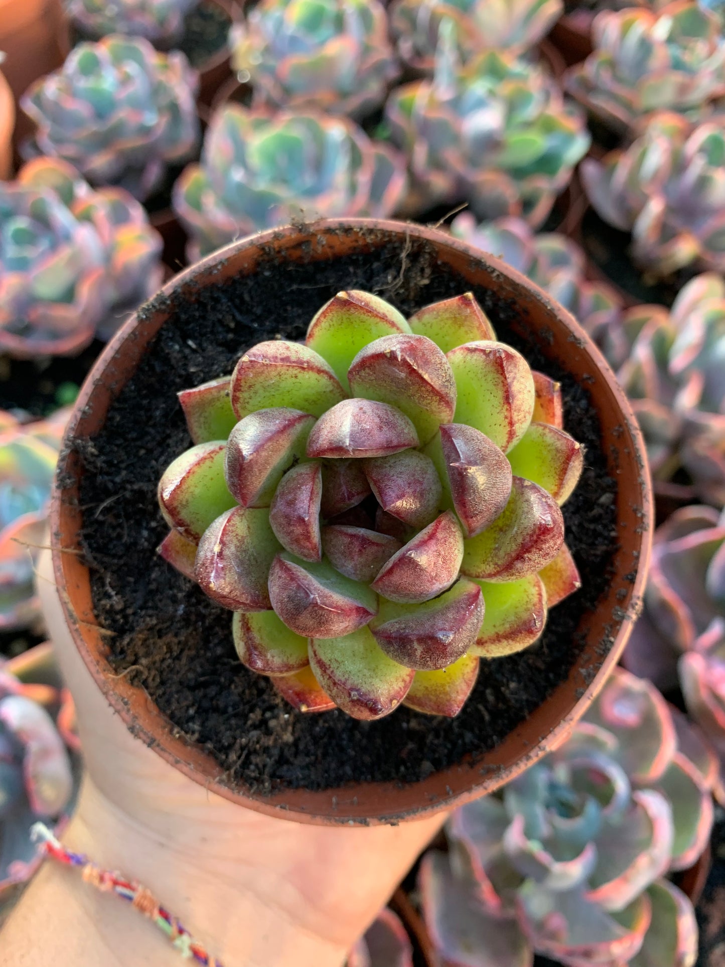 Echeveria "orange ale" Korean