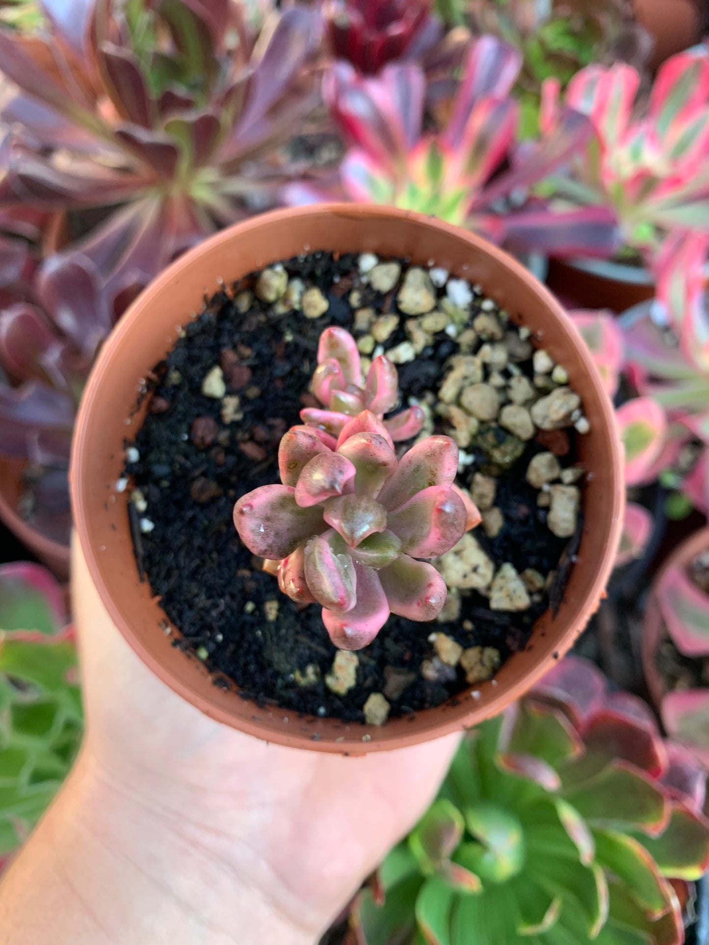 Lenopetalum "chocolate" variegado Korean