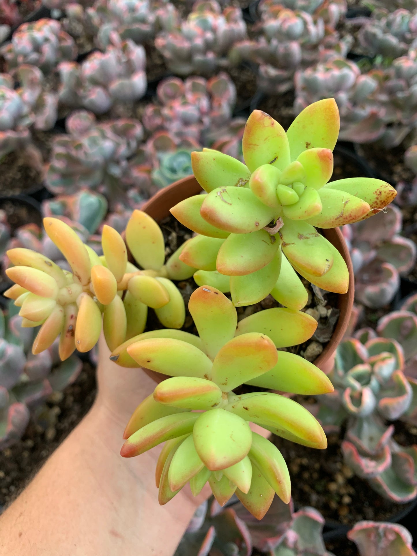 Graptosedum "Tumbaga" by Christophe Camassel