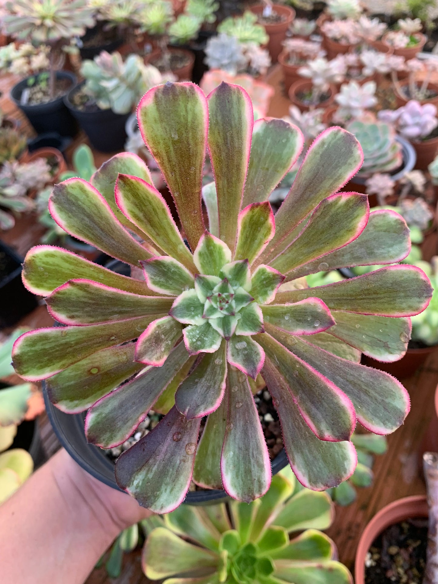 Aeonium "Pink Witch" cluster variegado
