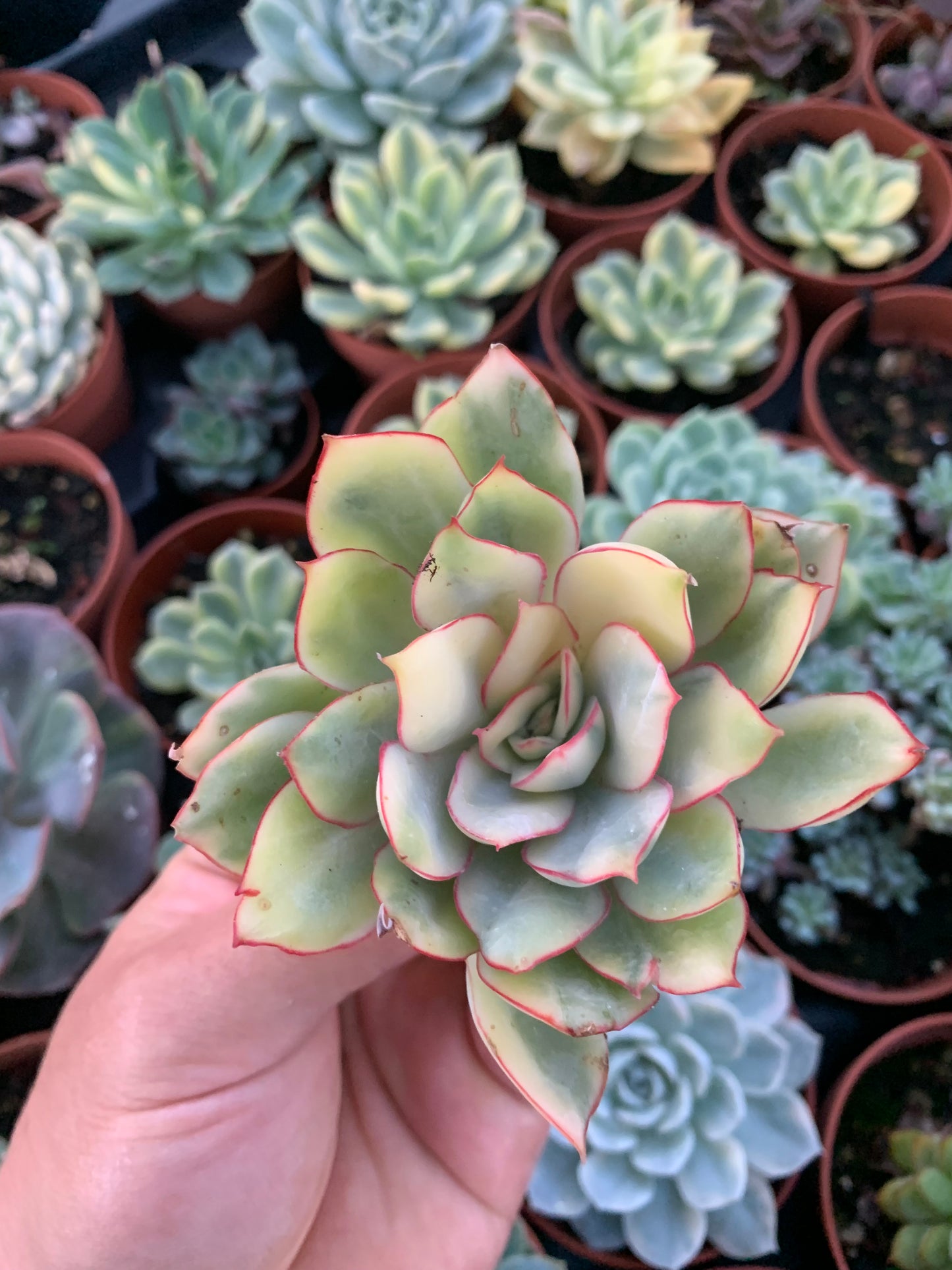 Echeveria "Esther" coreano variegato