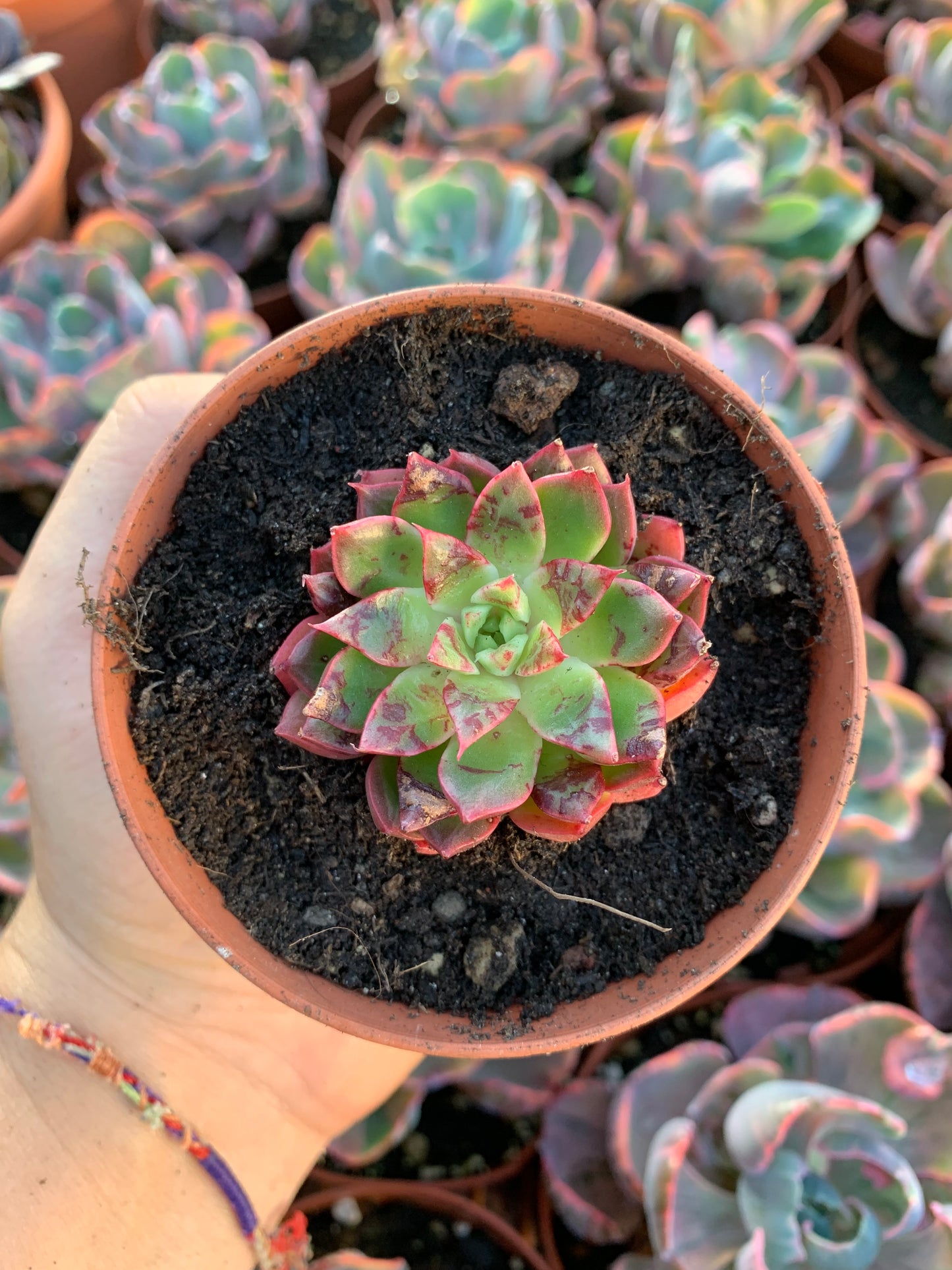 Echeveria "cherry rose" Korean