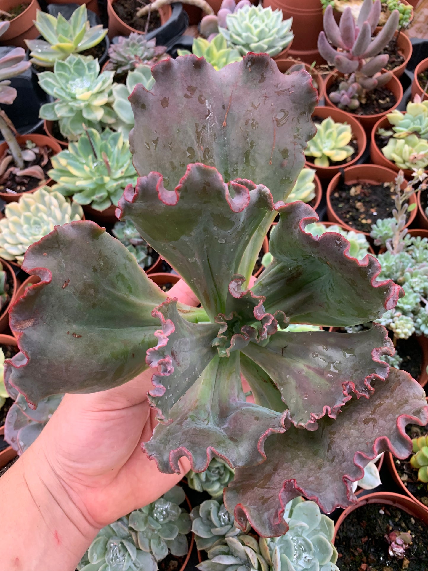 Echeveria "Regina Drago"