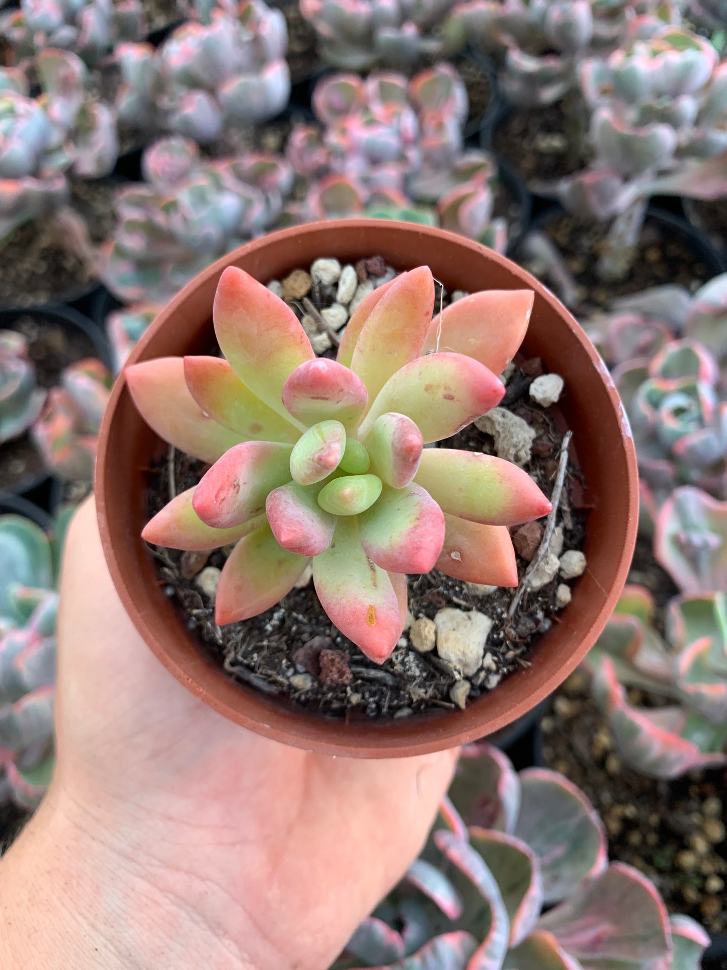 Graptosedum "Cesar" by Christophe Camassel