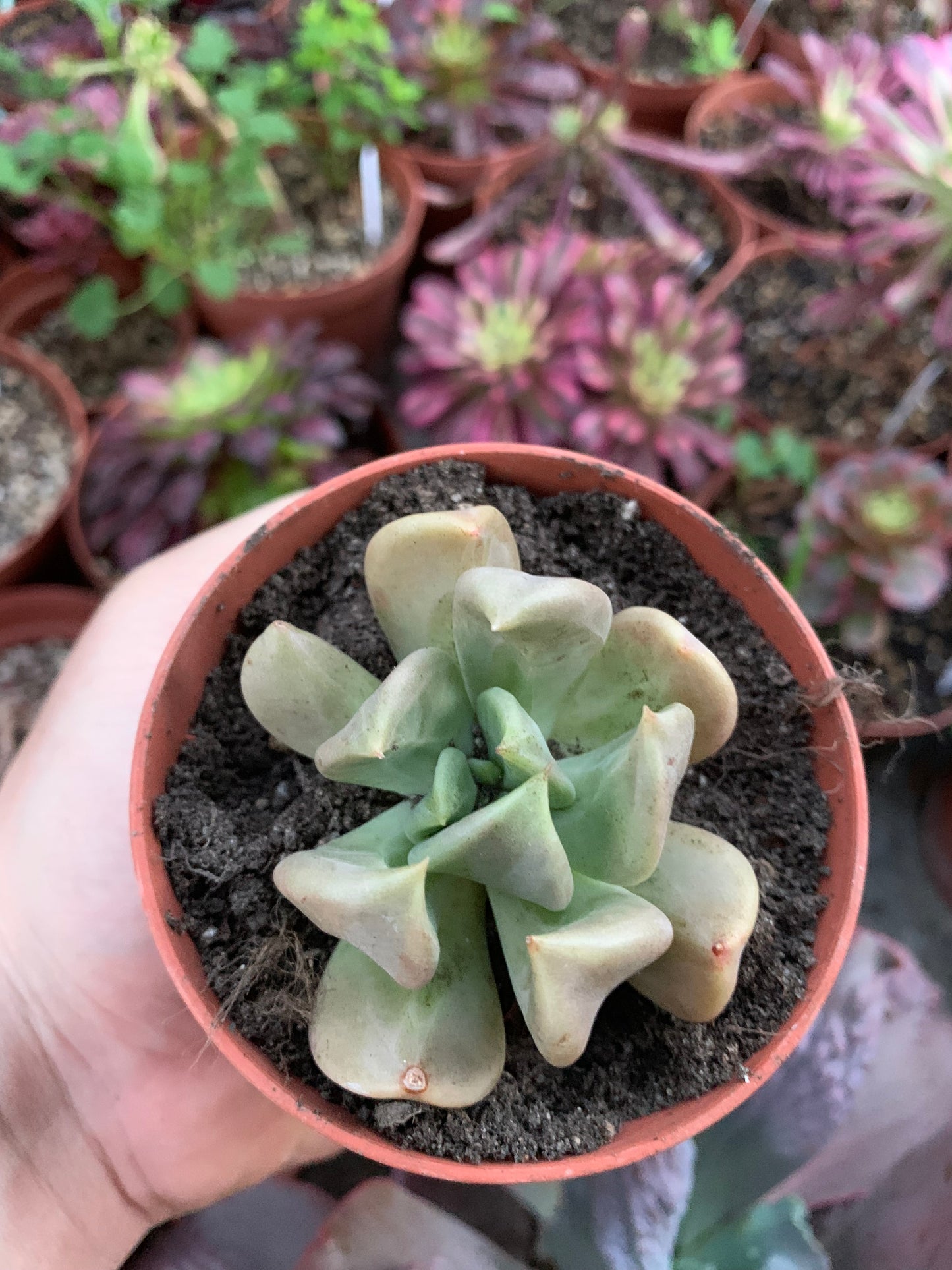 Echeveria „Madiba“, karankuliert vom Serrano-Kaktus