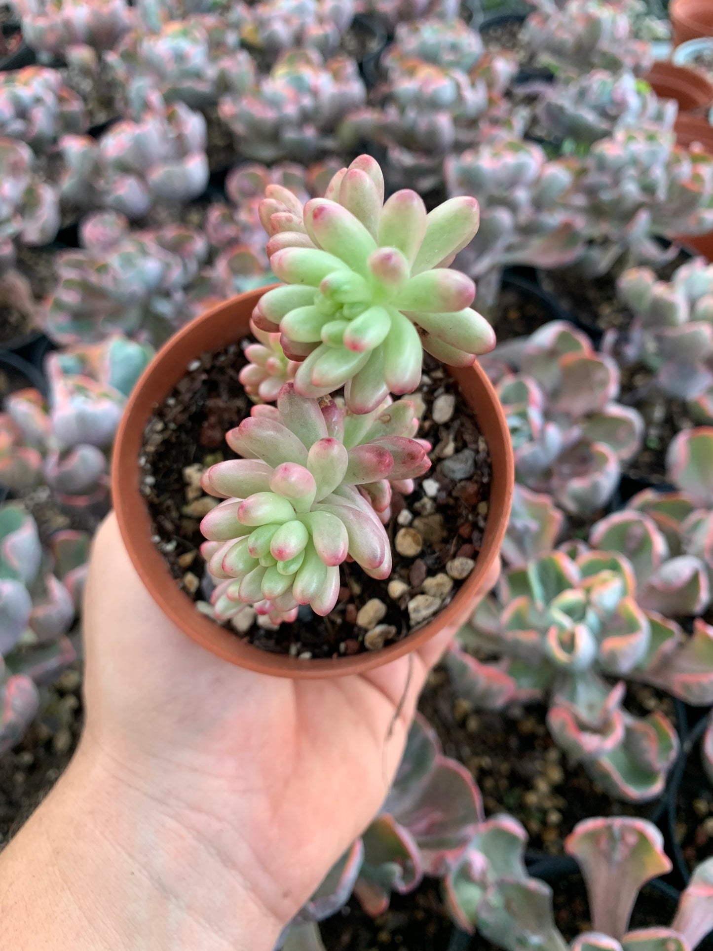 Sedum rubrotictum aurora