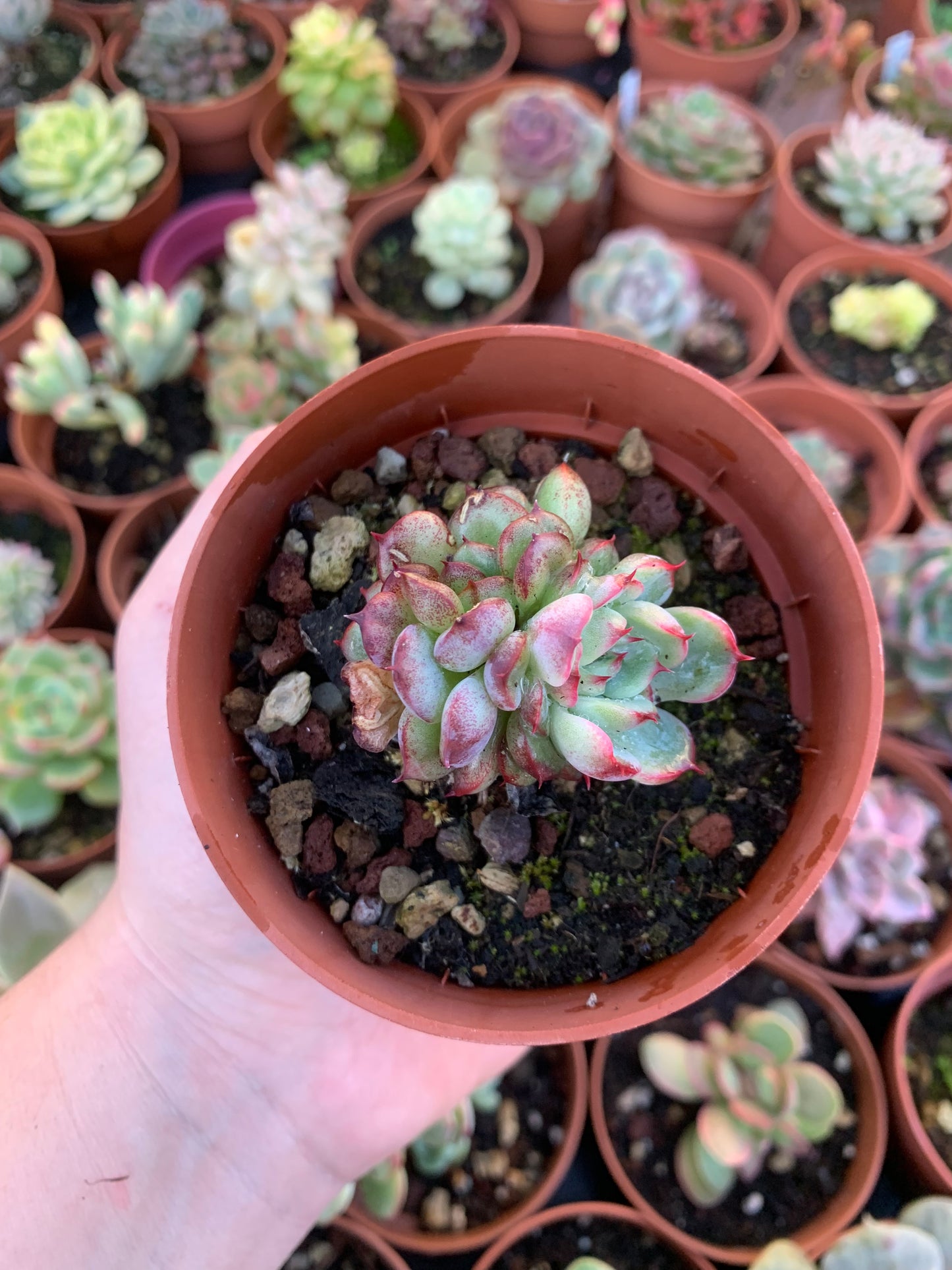 Echeveria "Marcel" Korean