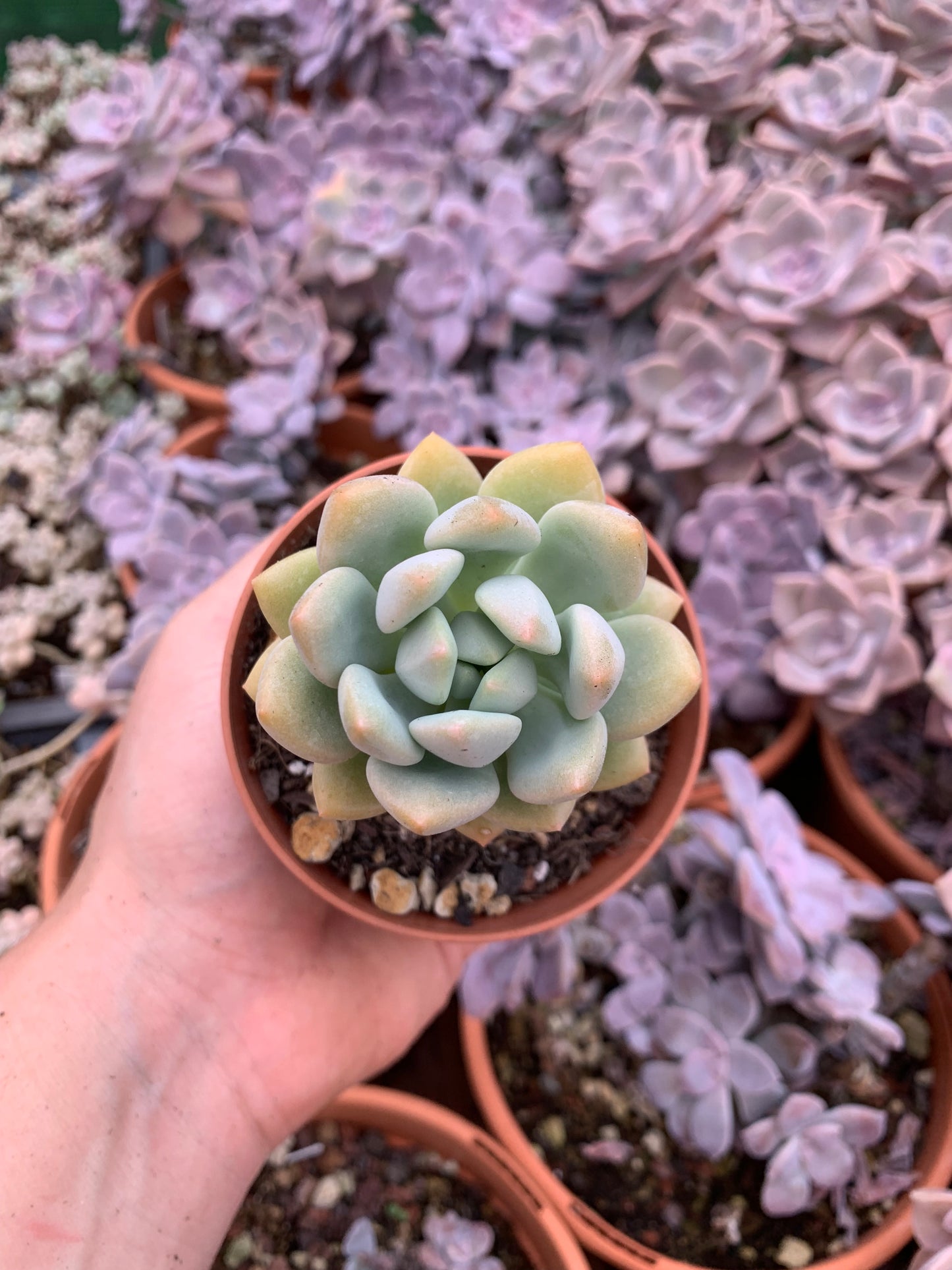 Pachyphytum "White Americano"