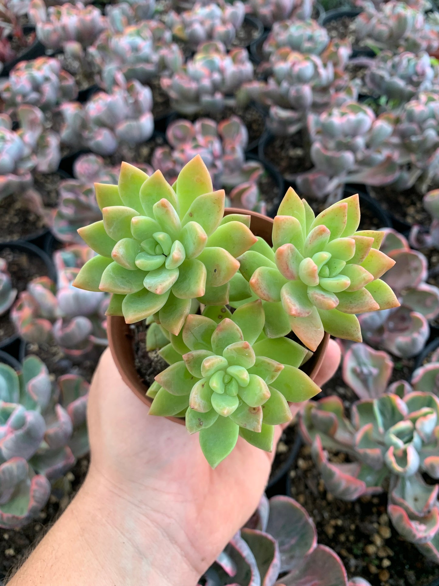 Graptosedum "Cesar"