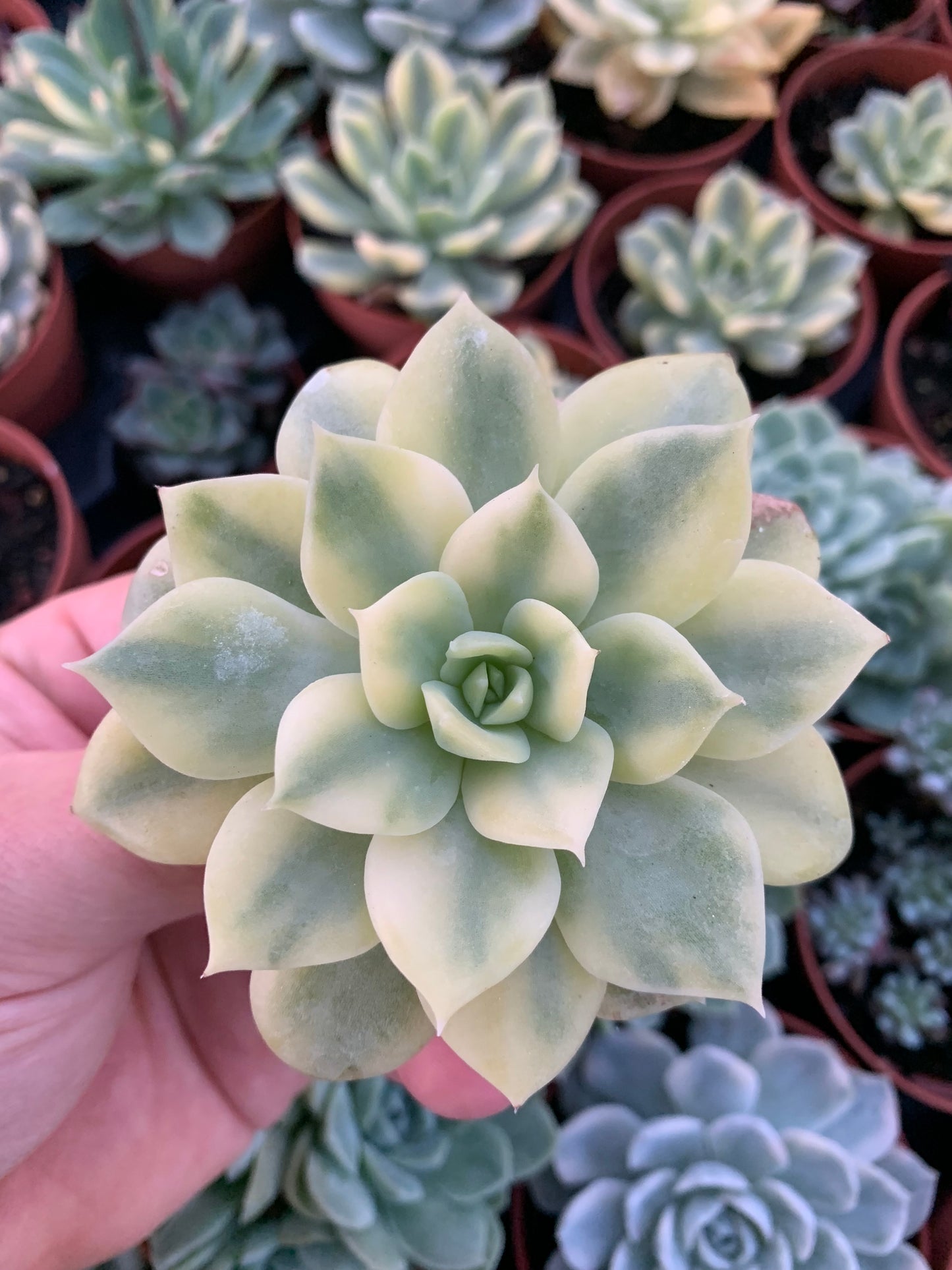 Echeveria "Cuspidata" Variegada Korea Cutting