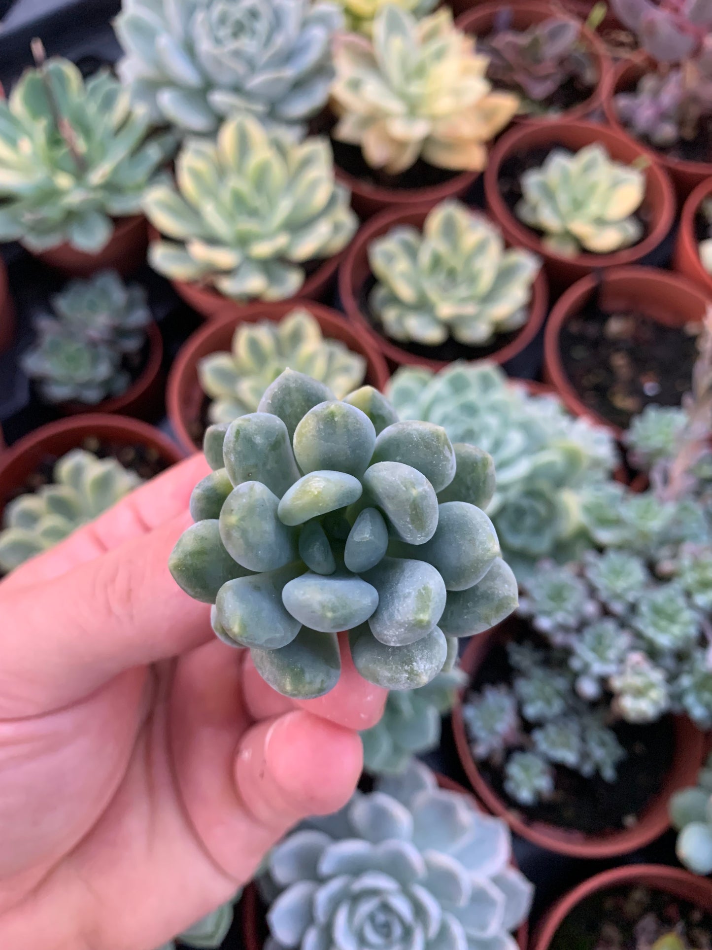 Pachyveria "Pachyphytoides Walth'' Variegata Korean Cutting