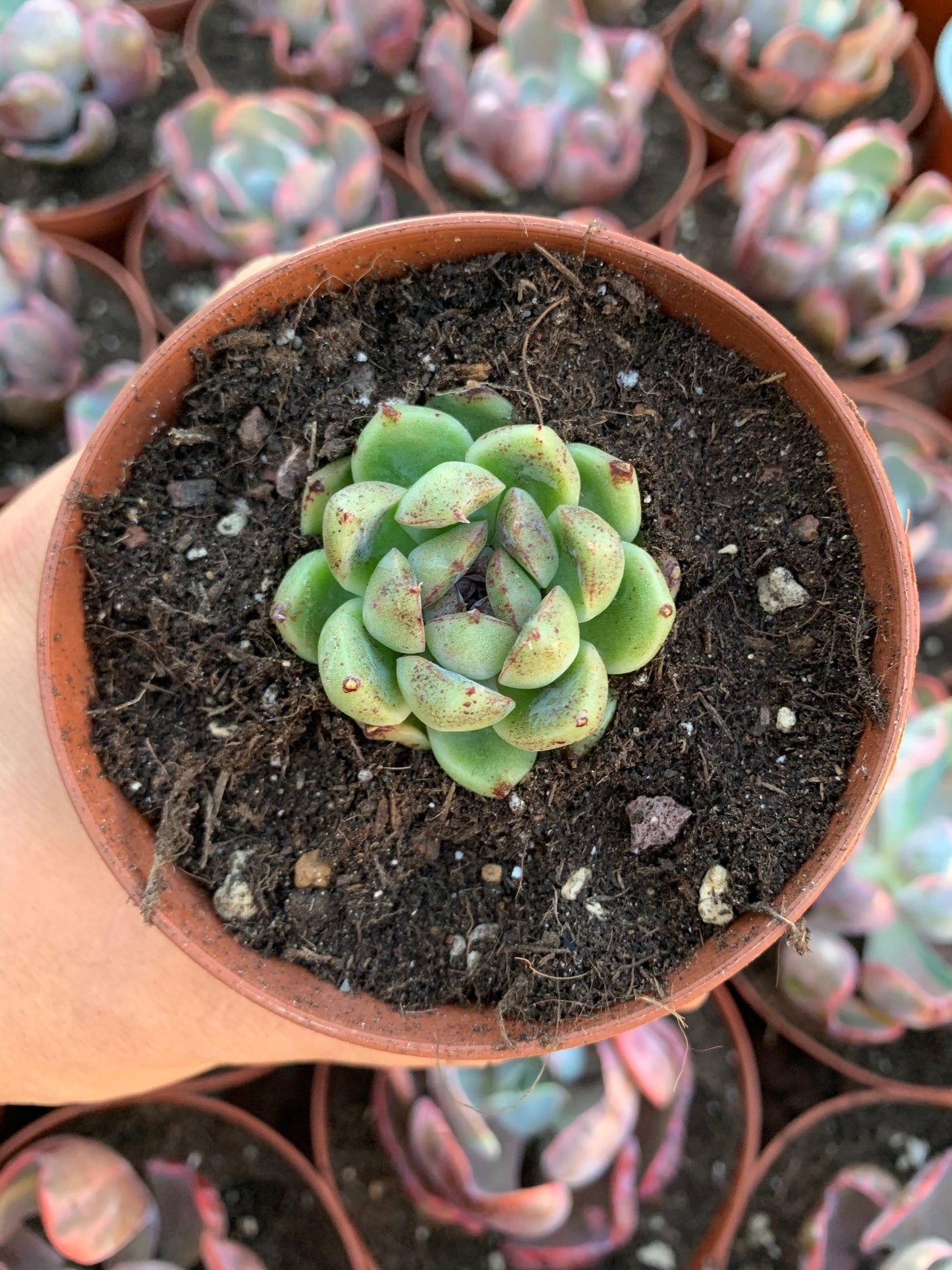 Echeveria "Fairy Queen" Coréen