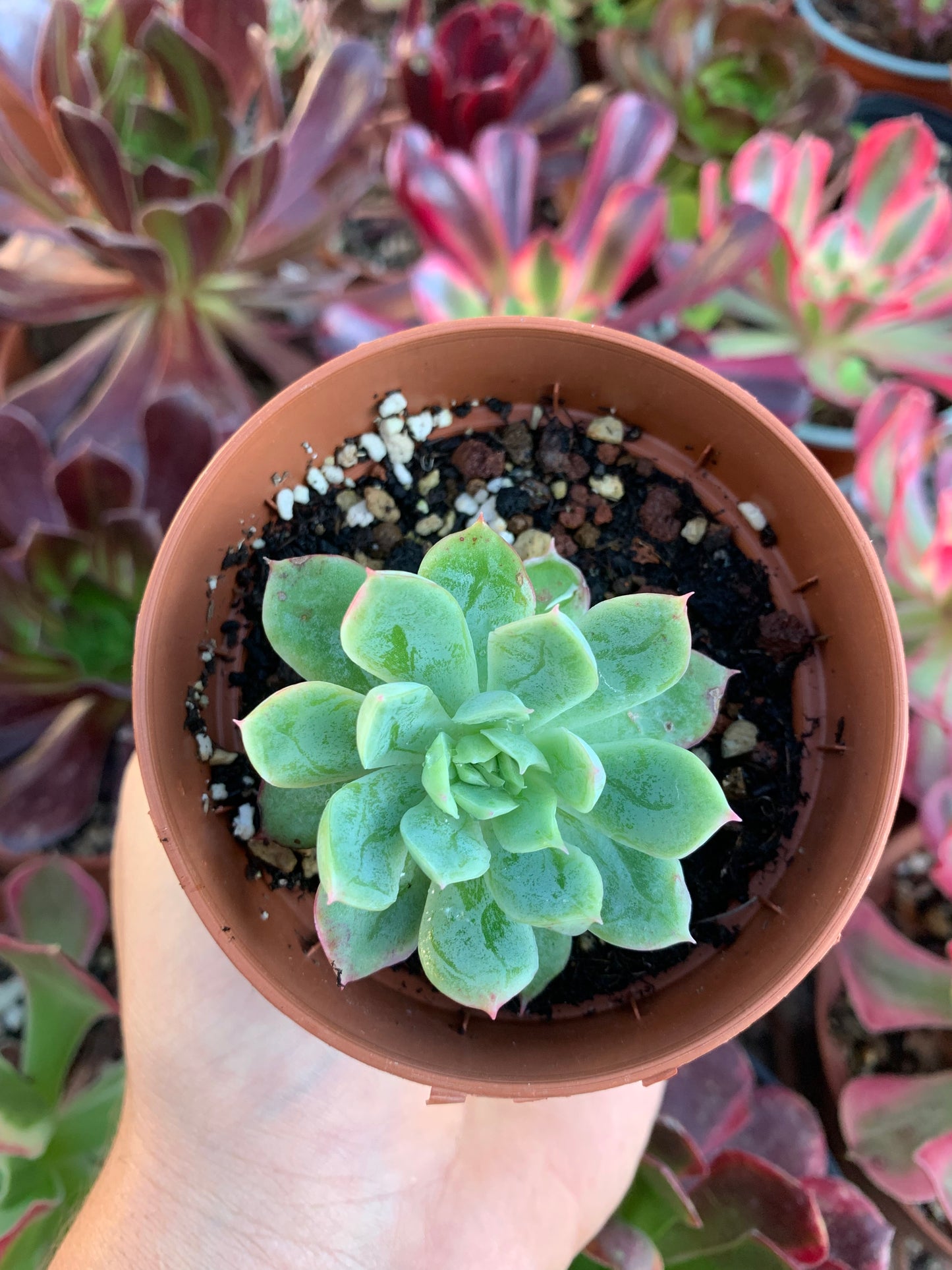 Echeveria "bradburiana" Korean